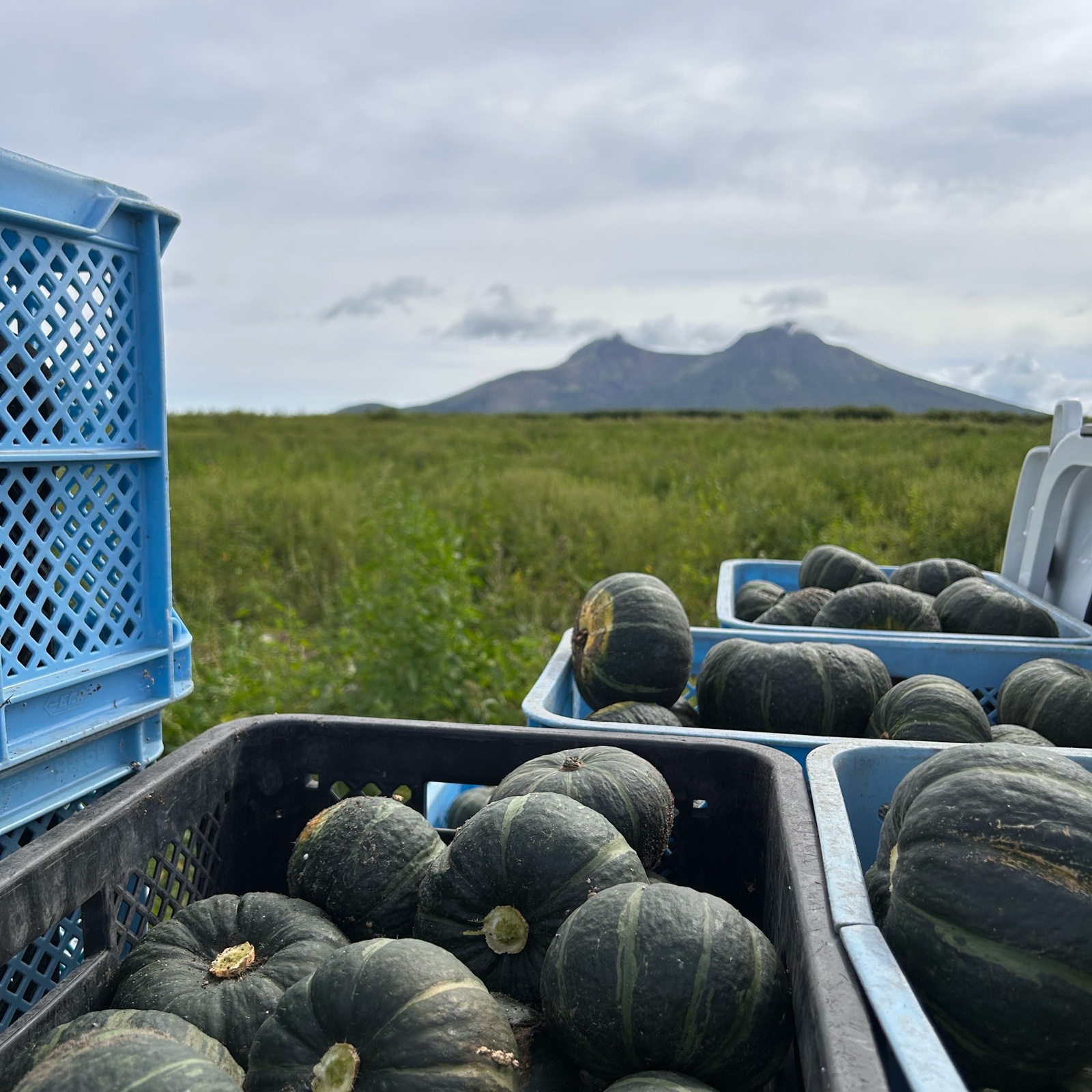 北海道産坊ちゃんかぼちゃ12玉 ｜ 野菜/かぼちゃ 産直アウル 農家