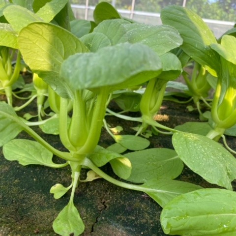 ミニチンゲンサイ 丸ごと料理に使える！ 京都府産1kg | 野菜/葉物 産直