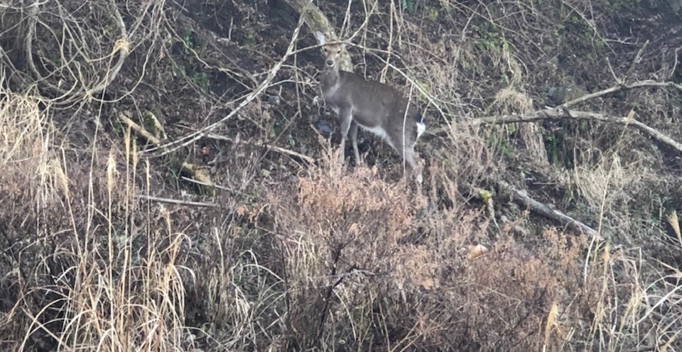 ジビエ猪之国 田川市