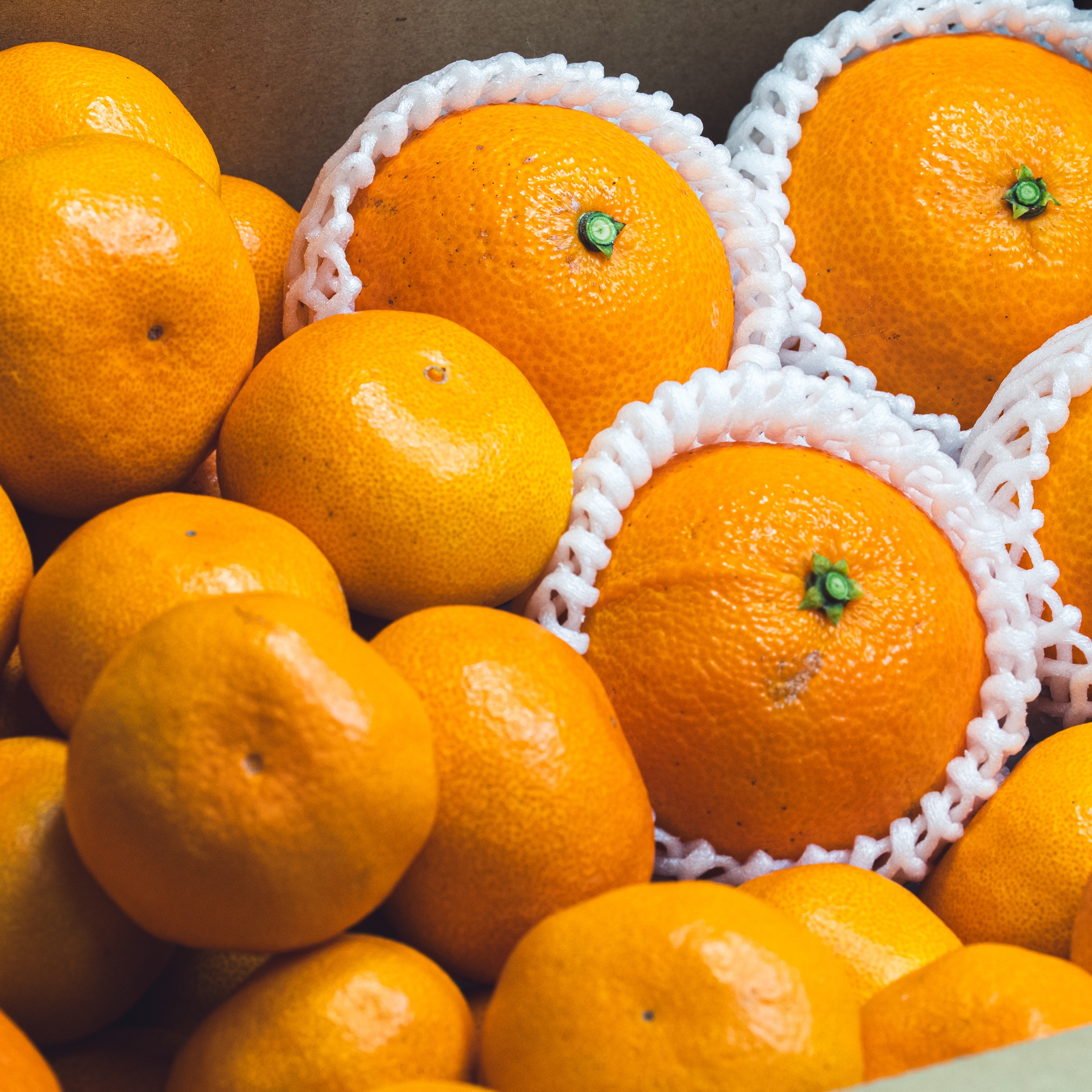 二大人気柑橘 食べ比べセット（コルマドンナ／南柑20号）Aセレクション