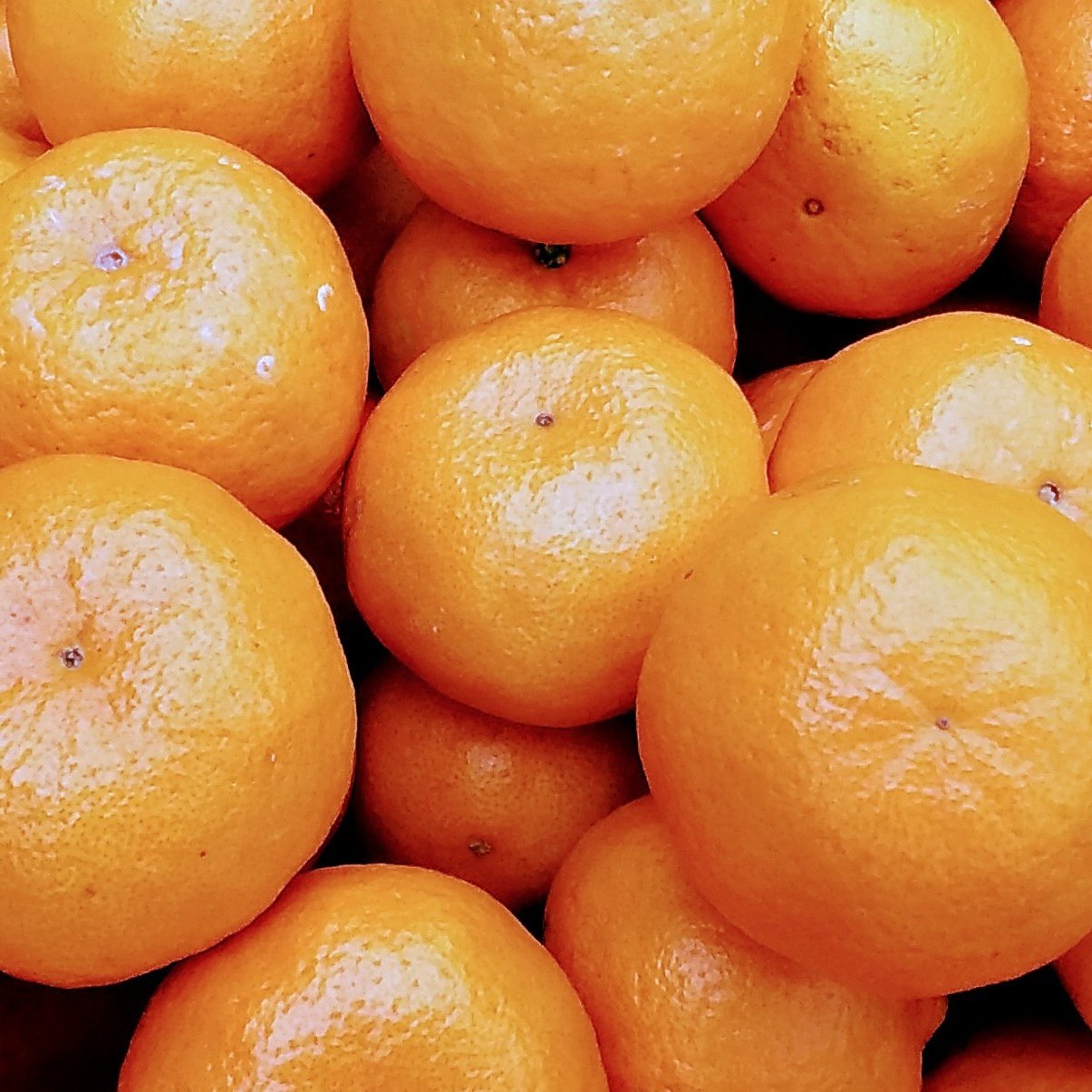 美味しさ実感して】ポンカン糖度12度以上SML混在サイズ(4Kg)和歌山下津