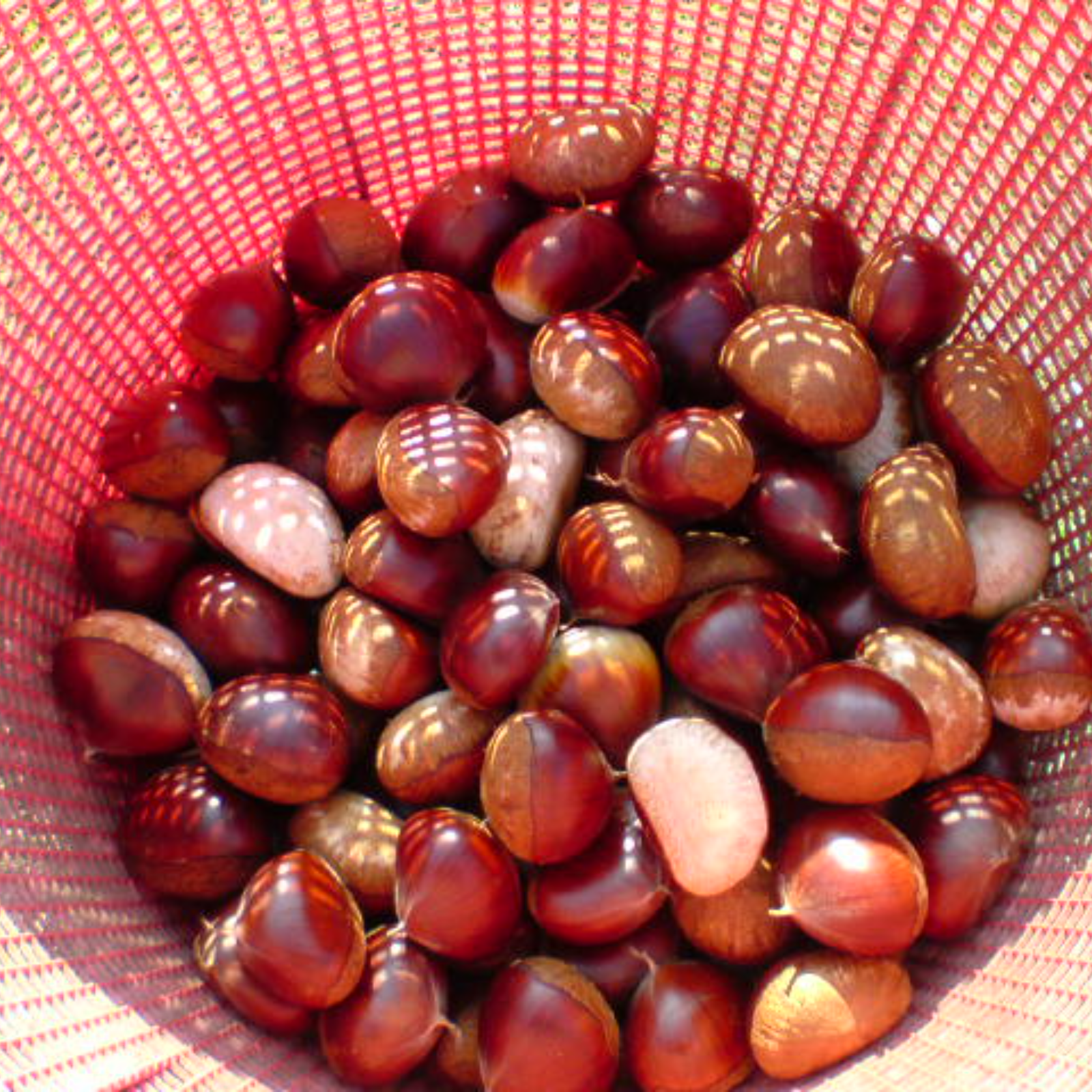 無農薬の栗 ホクホクの早生栗 約1キロ | 果物/栗 産直アウル 農家から