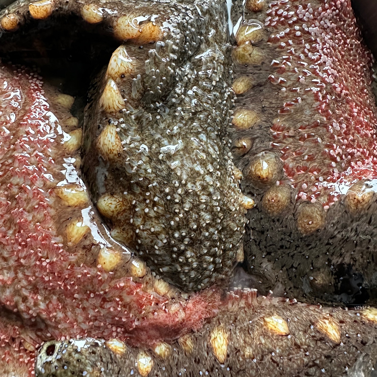 関東産ナマコ A級品200g(79粒) 12,000円 楽天市場】乾燥なまこ A級品