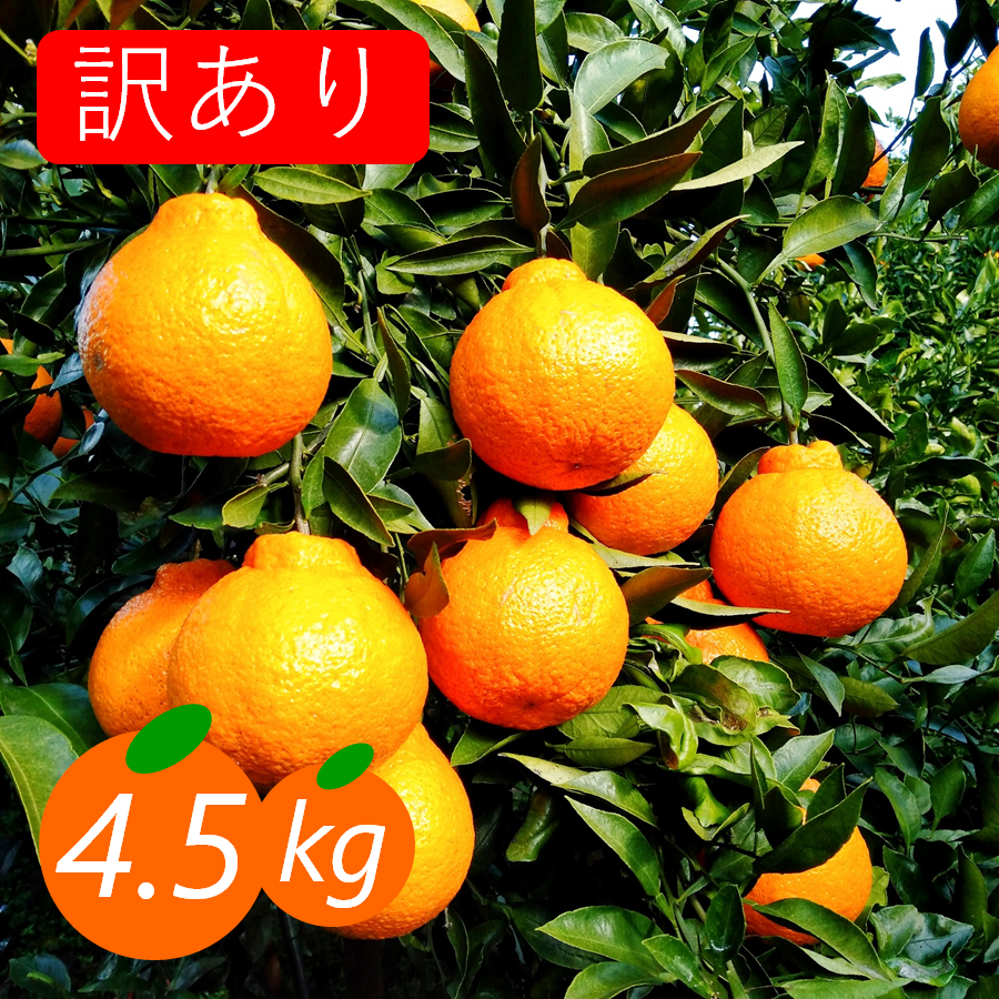 訳あり】不知火 4.5kg 糖と酸のせめぎ合い スッキリ系ジューシー柑橘