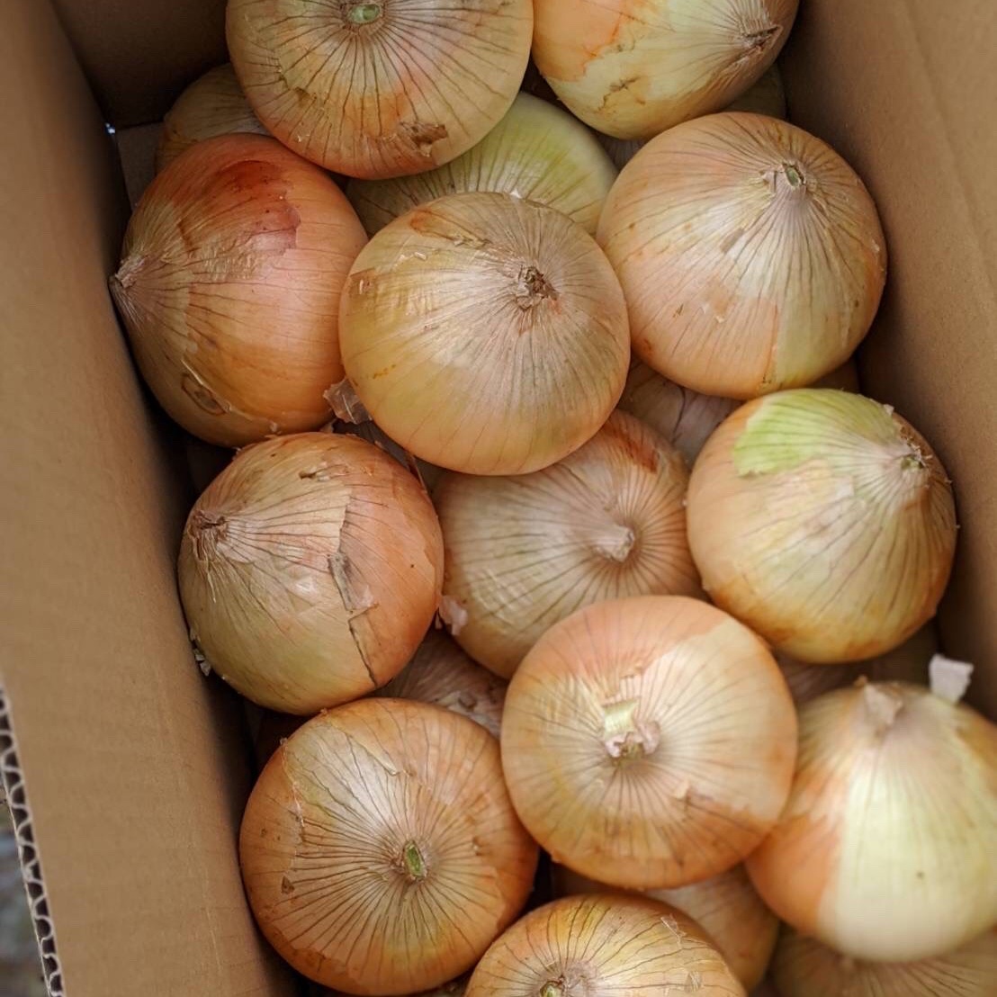 地元農家さんから愛される♡『七宝早生』淡路島産玉ねぎ 10キロ | 野菜