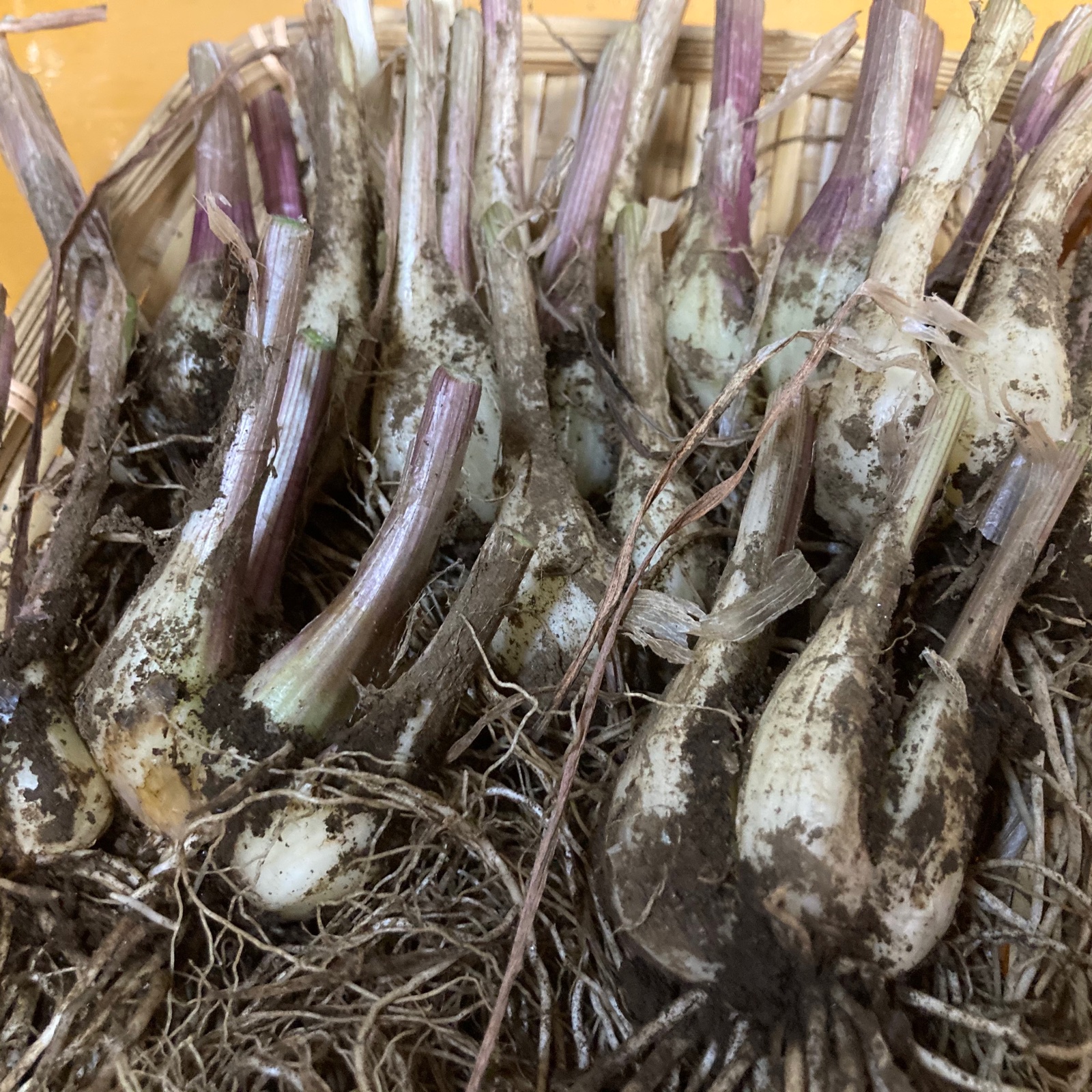 熊本県産 (特大L(直径2cm以上)サイズ)根付き泥付き らっきょう 化学