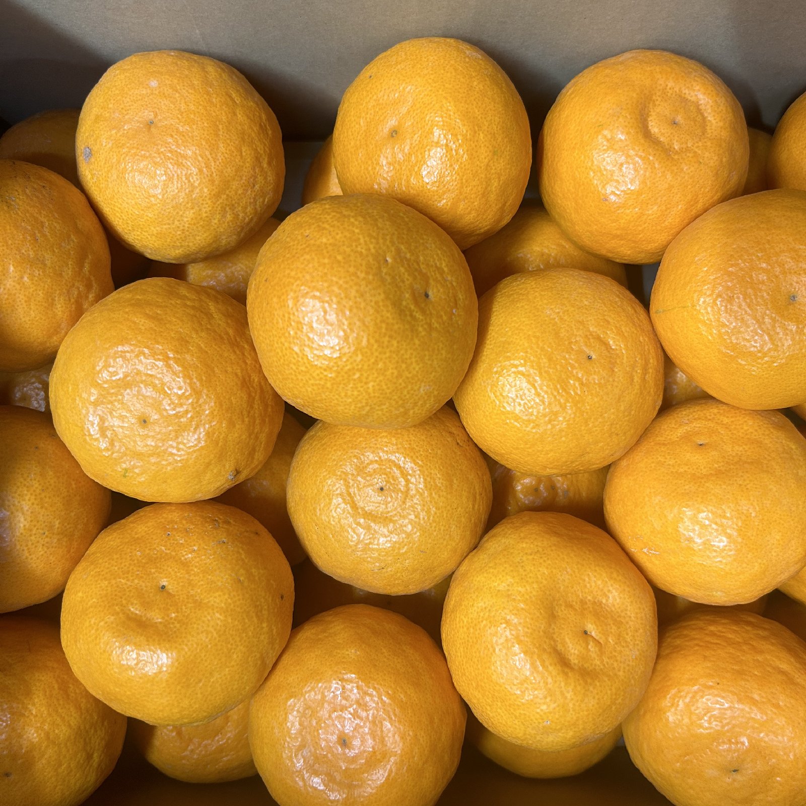 恵子のこだわりみかん カラマンダリン 家庭用 S～2Lサイズおまかせ 5kg