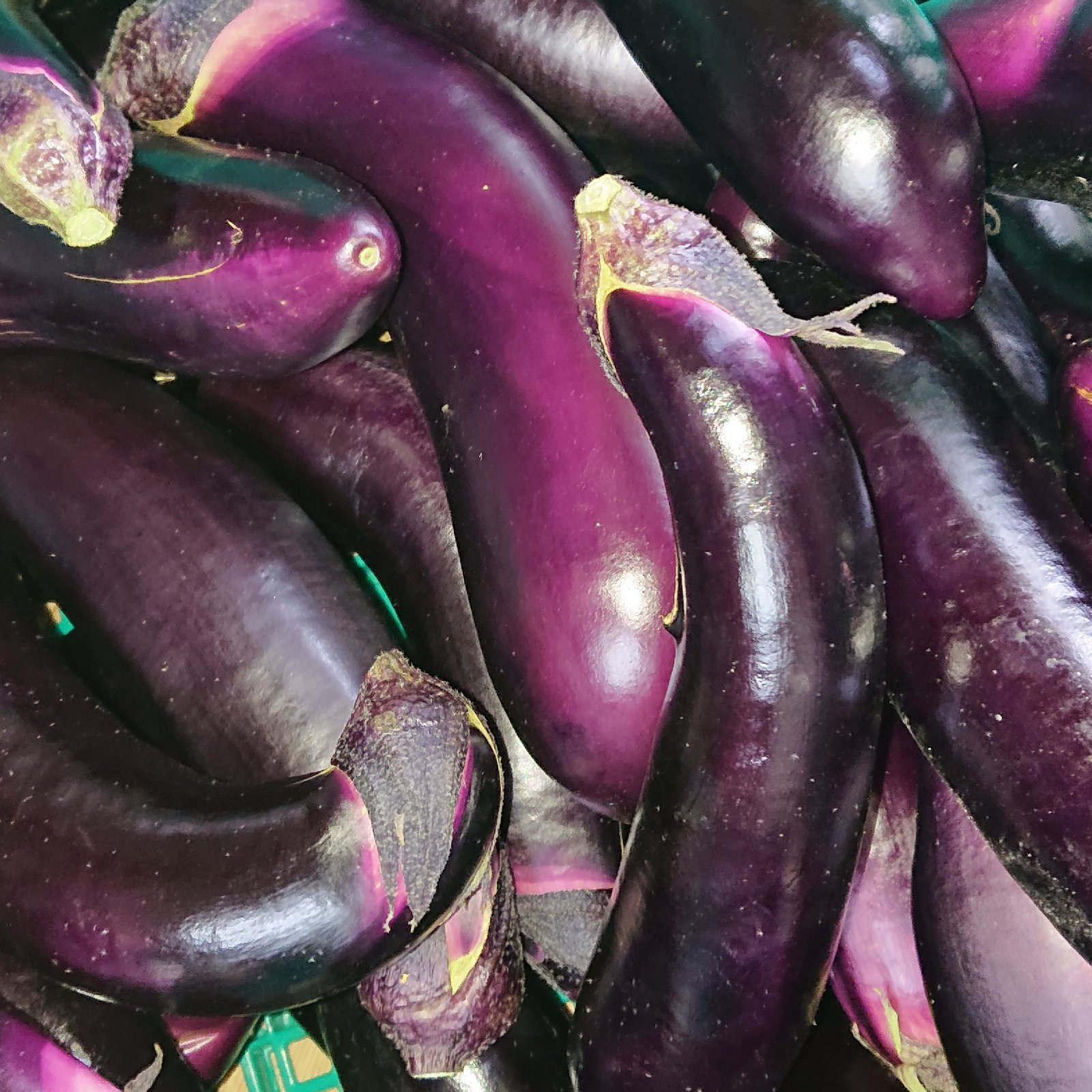 訳あり 茄子 30本 なすび | 野菜/茄子 産直アウル 農家から直接野菜