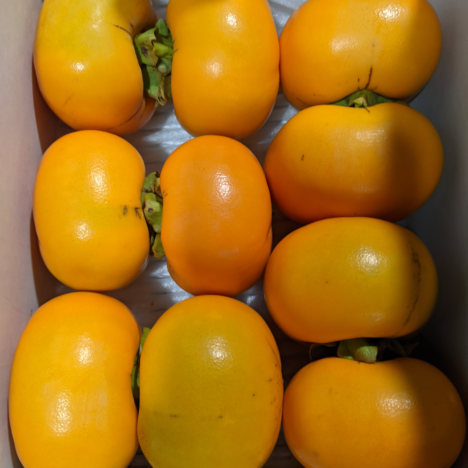 秋の味覚‼ 家庭用種なし柿(お試しサイズ)1.5kg(10個前後入り) 果物/柿 産直アウル 農家から直接野菜などの食材を購入できる産地直送の宅配通販サイト 秋の味覚‼ 家庭用種なし柿(お試しサイズ)1.5kg(10個前後入り) 果物/柿 産直アウル 農家から直接野菜などの食材を購入できる産地直送の宅配通販サイト