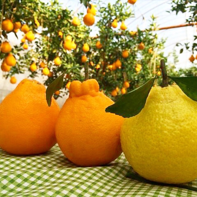 ꕤ435】はるか『ご家庭用』熊本みかん（20kg） ショップ 【ꕤ435