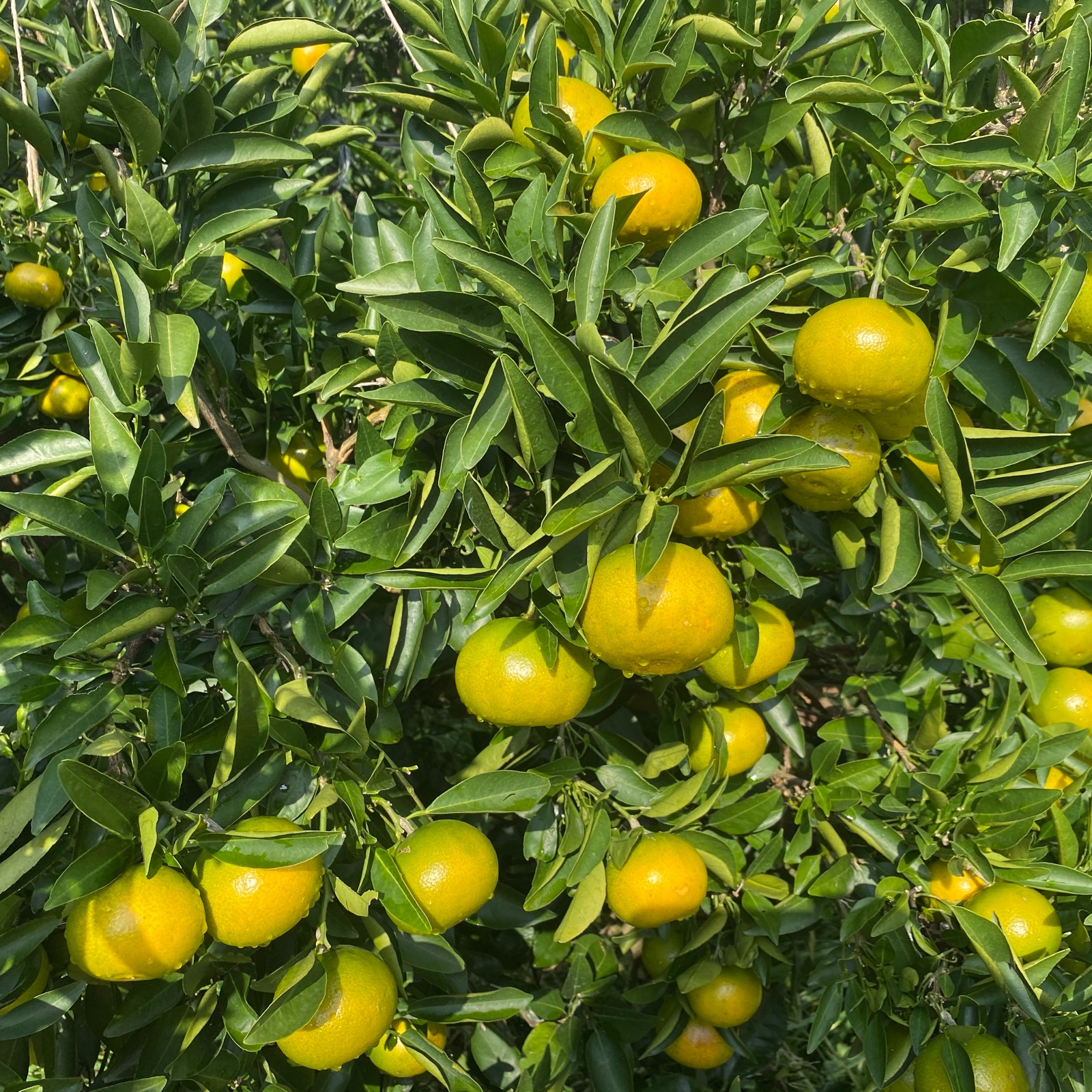 みかんのおとの最新投稿「今年も、せとかの“冬支度”が始まりました