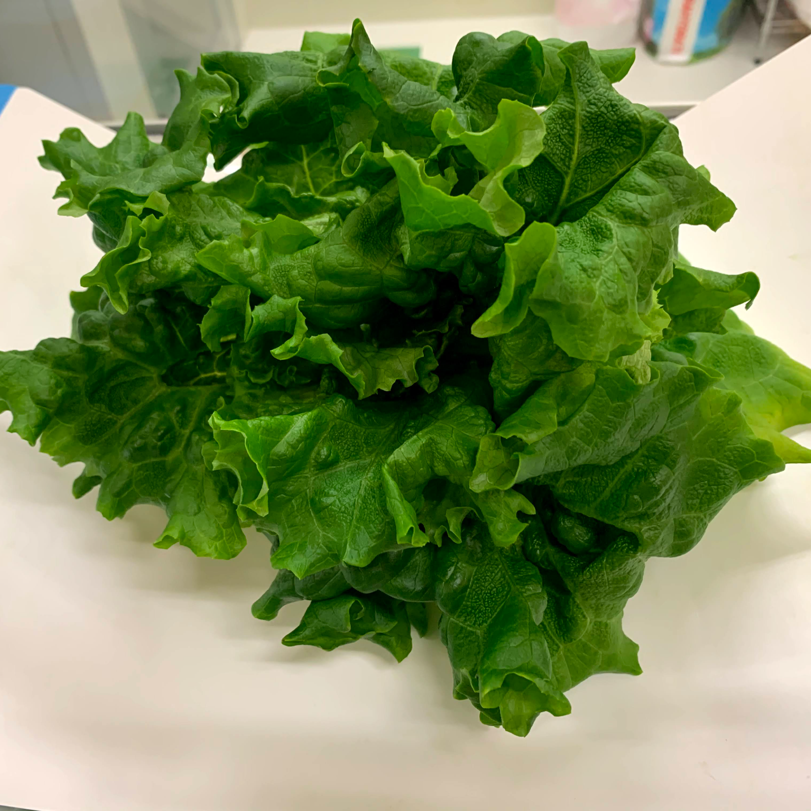 植物工場産 栽培期間中農薬不使用 3色レタスセット ｜ 野菜/レタス