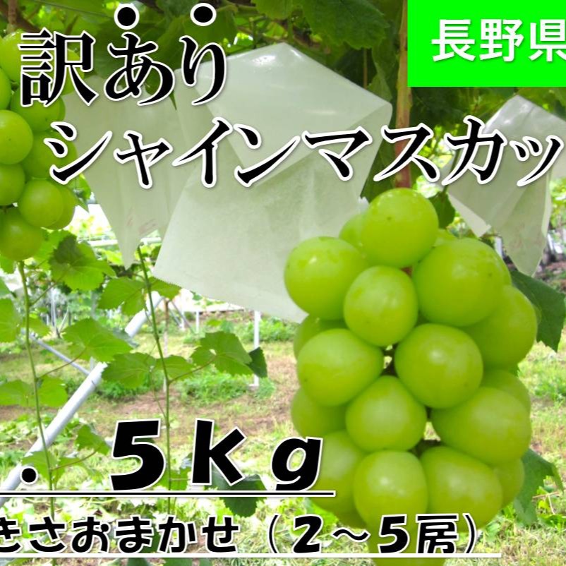 家庭用】シャインマスカット1.5kg ｜ 果物/ぶどう 産直アウル 農家