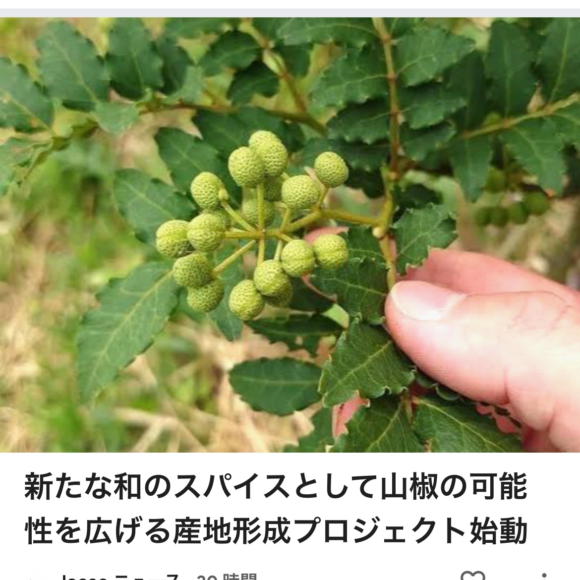 販売終了間近 山椒の木の芽「葉山椒」 200g ｜ 野菜/山菜 産直アウル