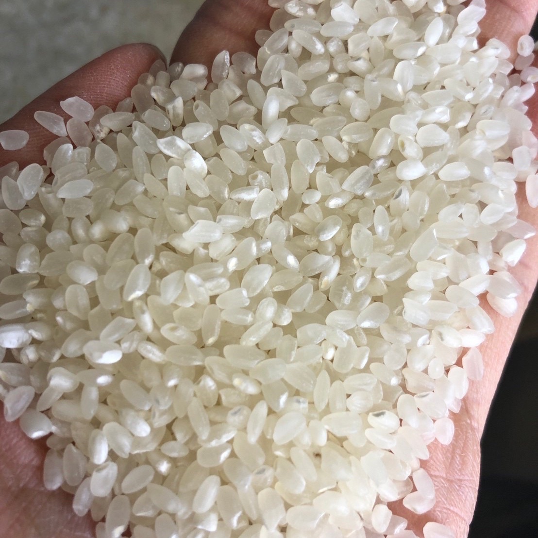 訳あり 御殿場産 コシヒカリ sukana 玄米5kg］厳選特A御殿場産コシヒカリ〈高根地区産〉 | お米の