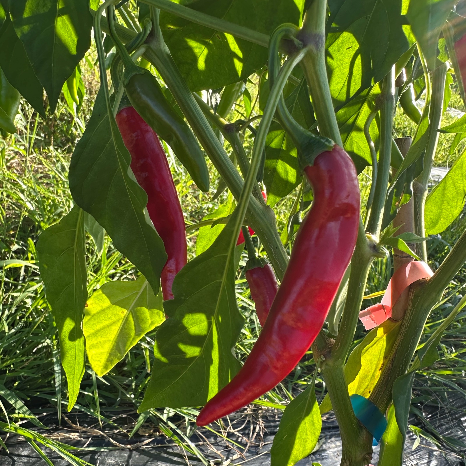 和歌山県産】激辛！韓国種 赤唐辛子 10kg | 野菜/スパイス 産直アウル