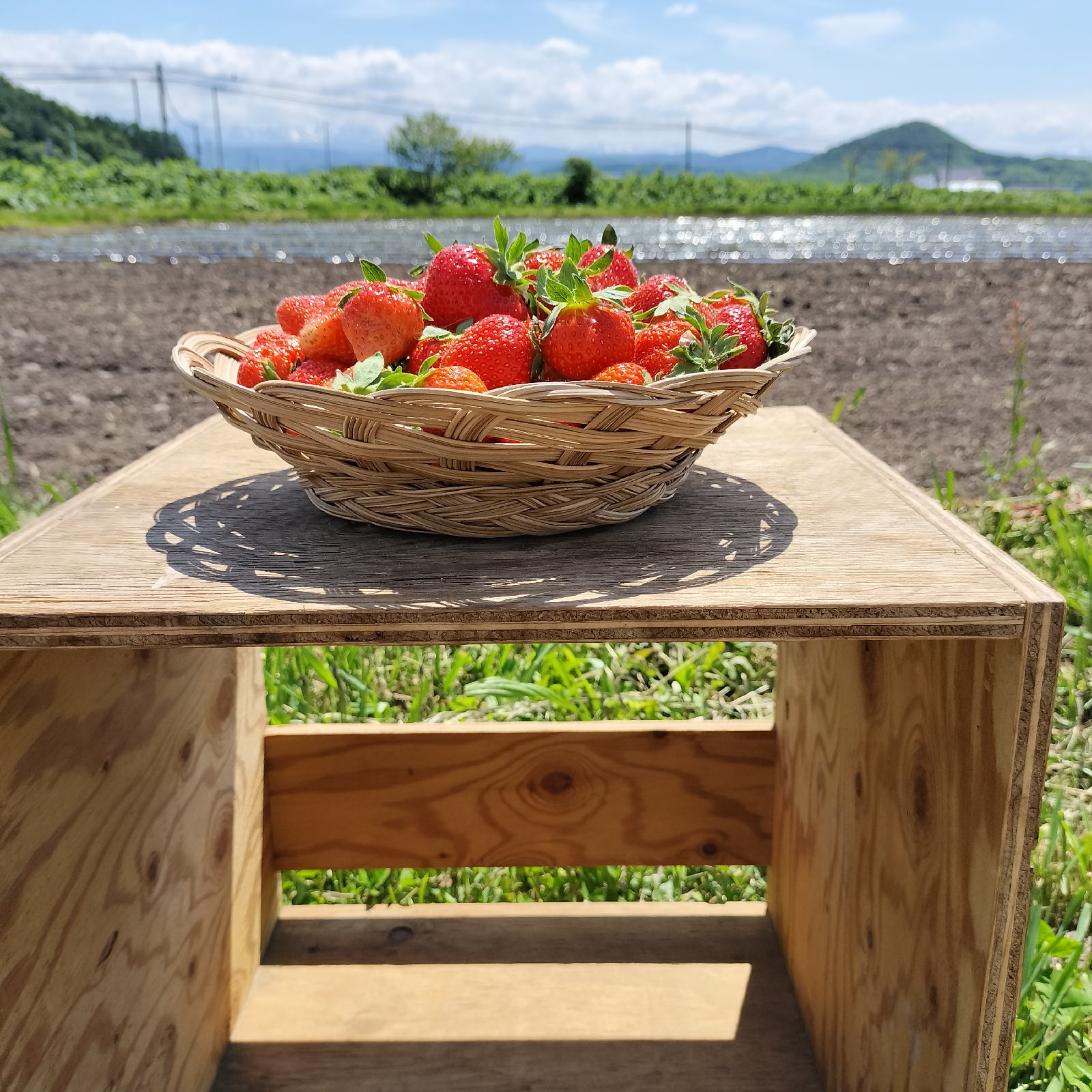 まっちゃん農園の訳ありいちご☆栽培期間中•農薬不使用☆ 箱込み約1kg×3箱 いちご 1kg 栽培期間中農薬化学肥料不使用 ｜ 果物/いちご 産直アウル