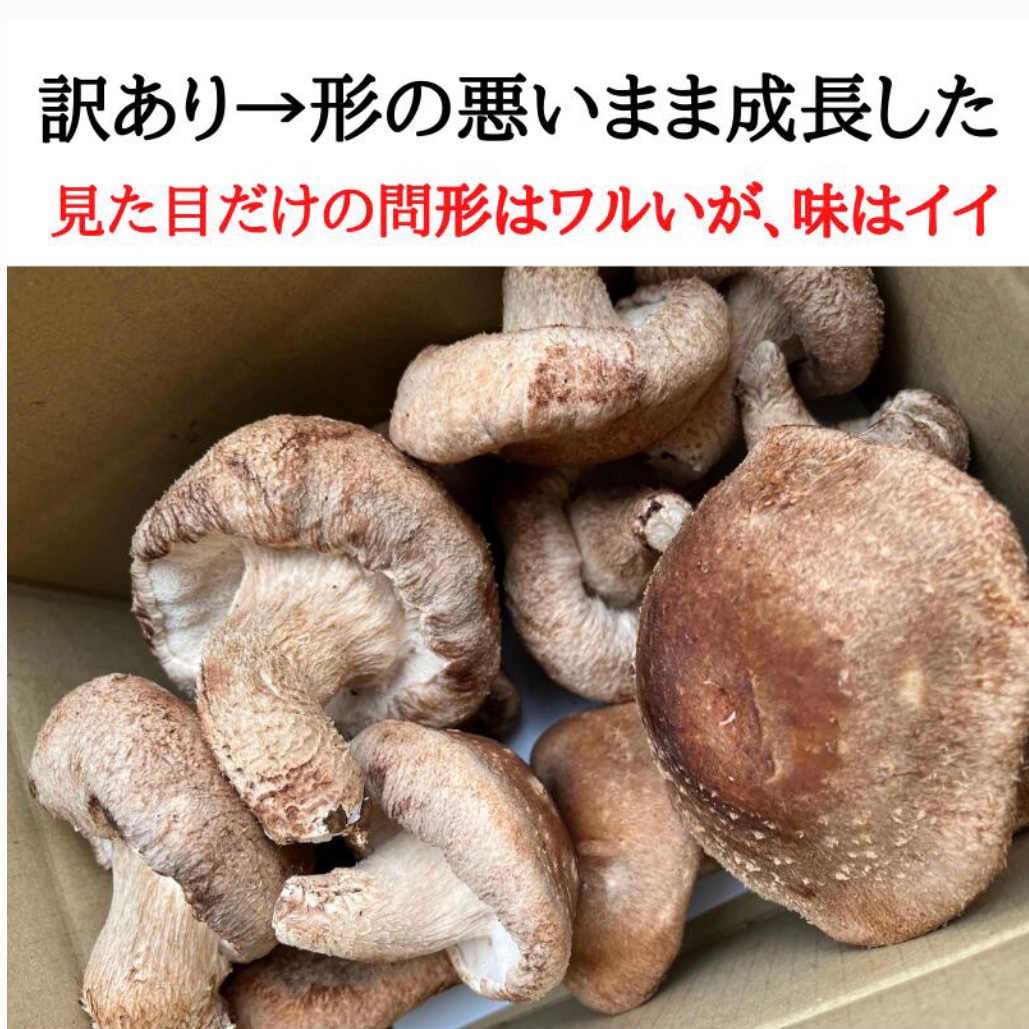 【産地直送】 乾燥椎茸　2kg 業務用　しいたけ　岩手県産　東北の味　シイタケ 国産 乾燥スライスしいたけ 20g 岩手県産 干し椎茸 乾燥 フリーズ