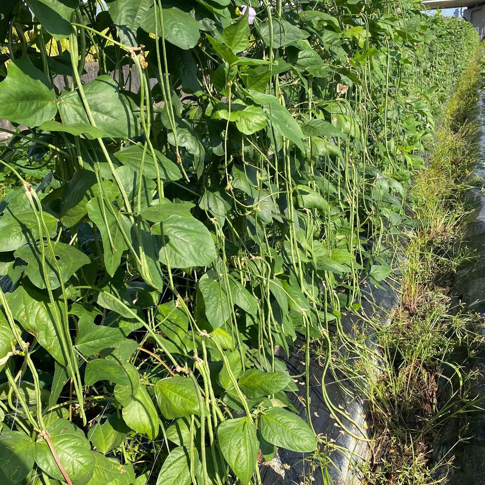 無農薬十六ささげ2kg ｜ 野菜/きのこ 産直アウル 農家・漁師など生産者