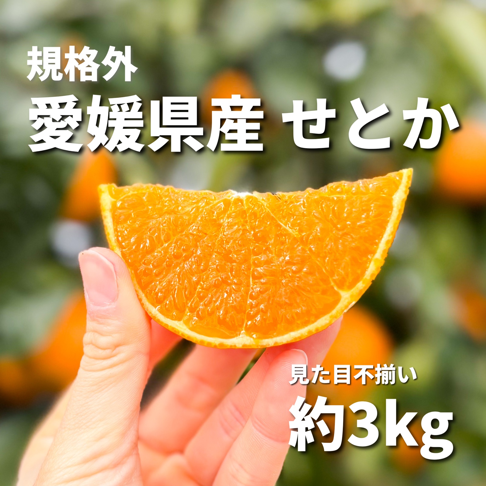 規格外・見た目不揃い】愛媛県産 せとか 約3kg 訳あり 家庭用 | 果物