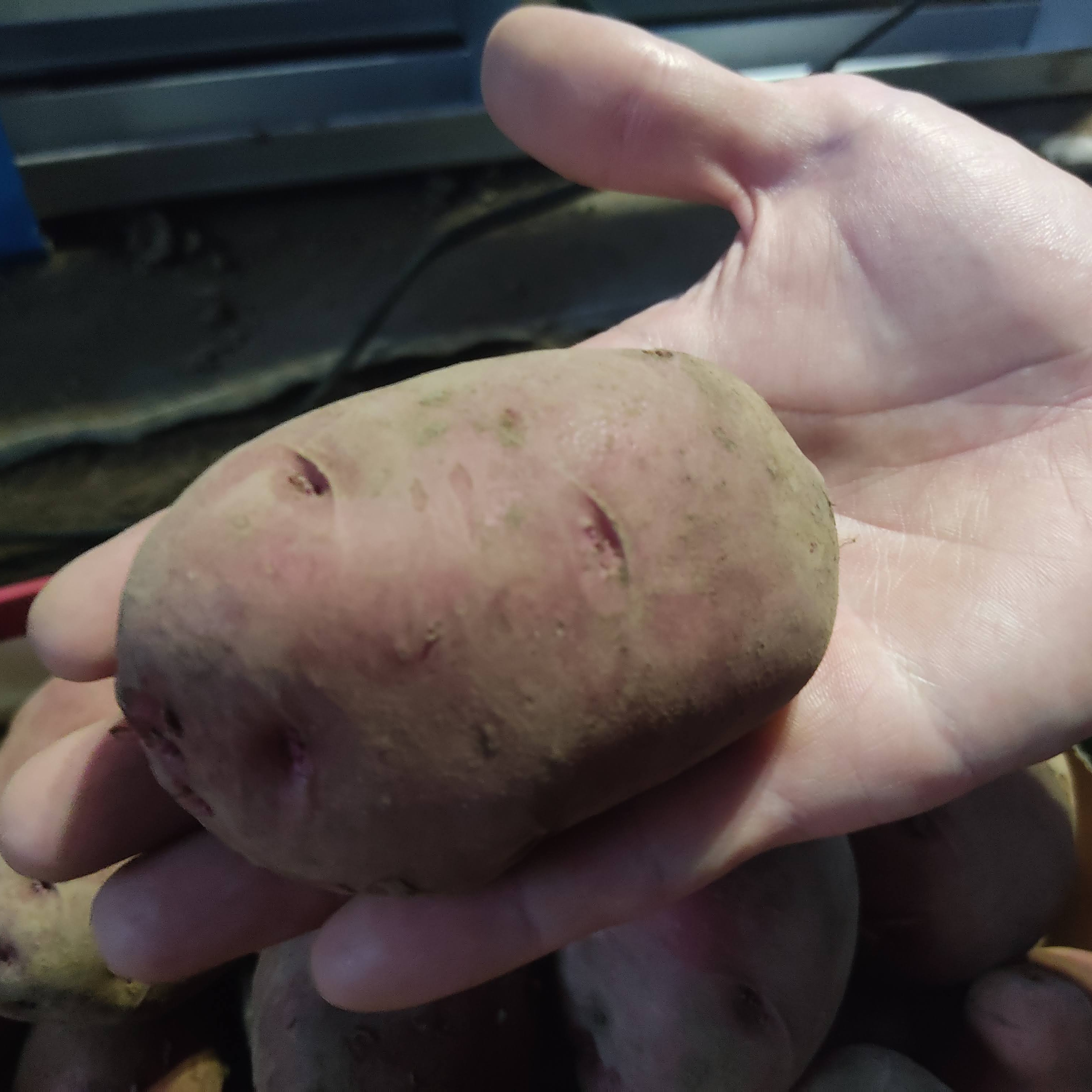 ?農薬・化学肥料不使用「アンデスレッド」2kg サイズ色々? ｜ 野菜 