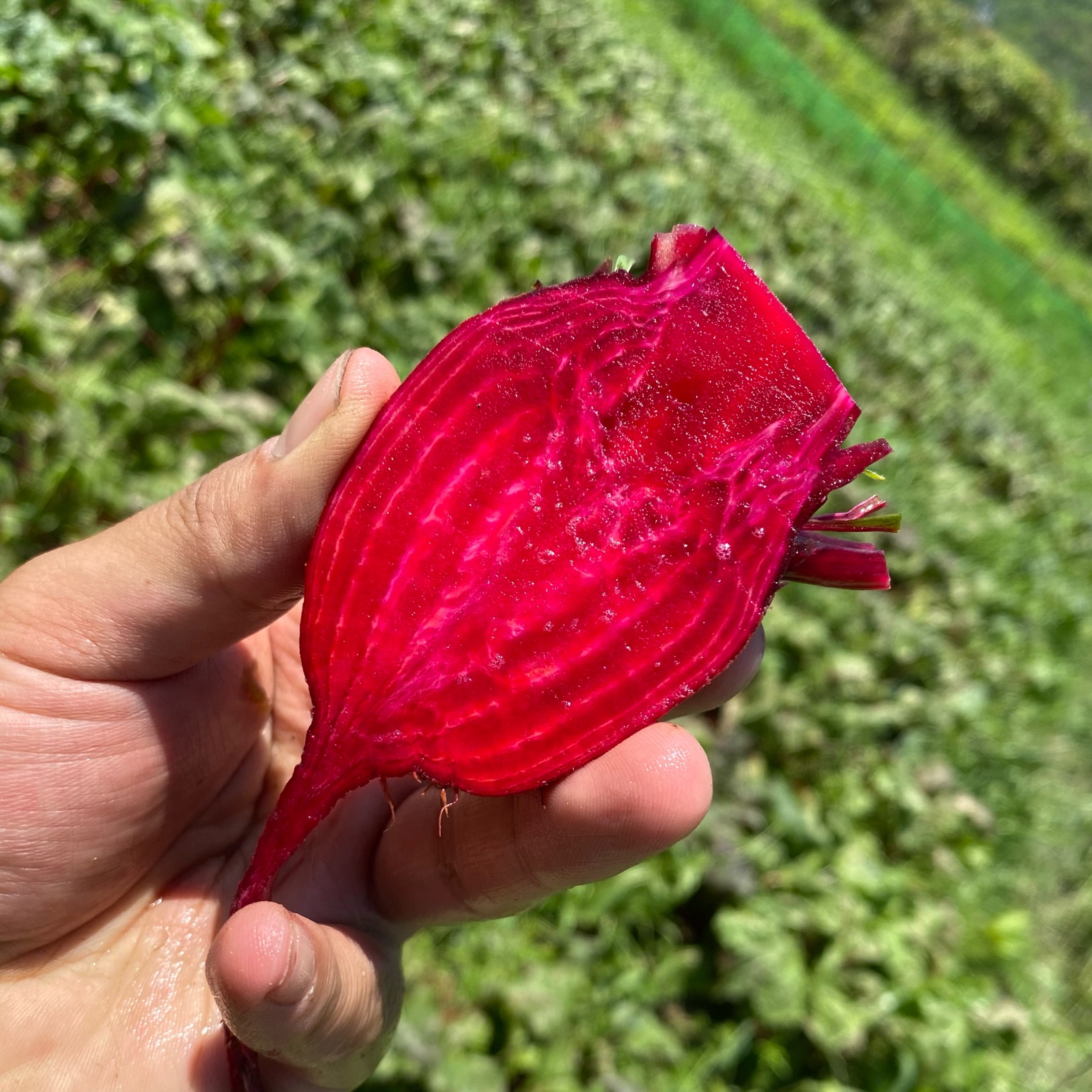 特大玉割‼️ 畑のルビー‼️ 食べる輸血と話題の赤穂ビーツ　20kg 畑のルビー 赤穂ビーツ 2kg ｜ 野菜/その他野菜 産直アウル 農家・漁師