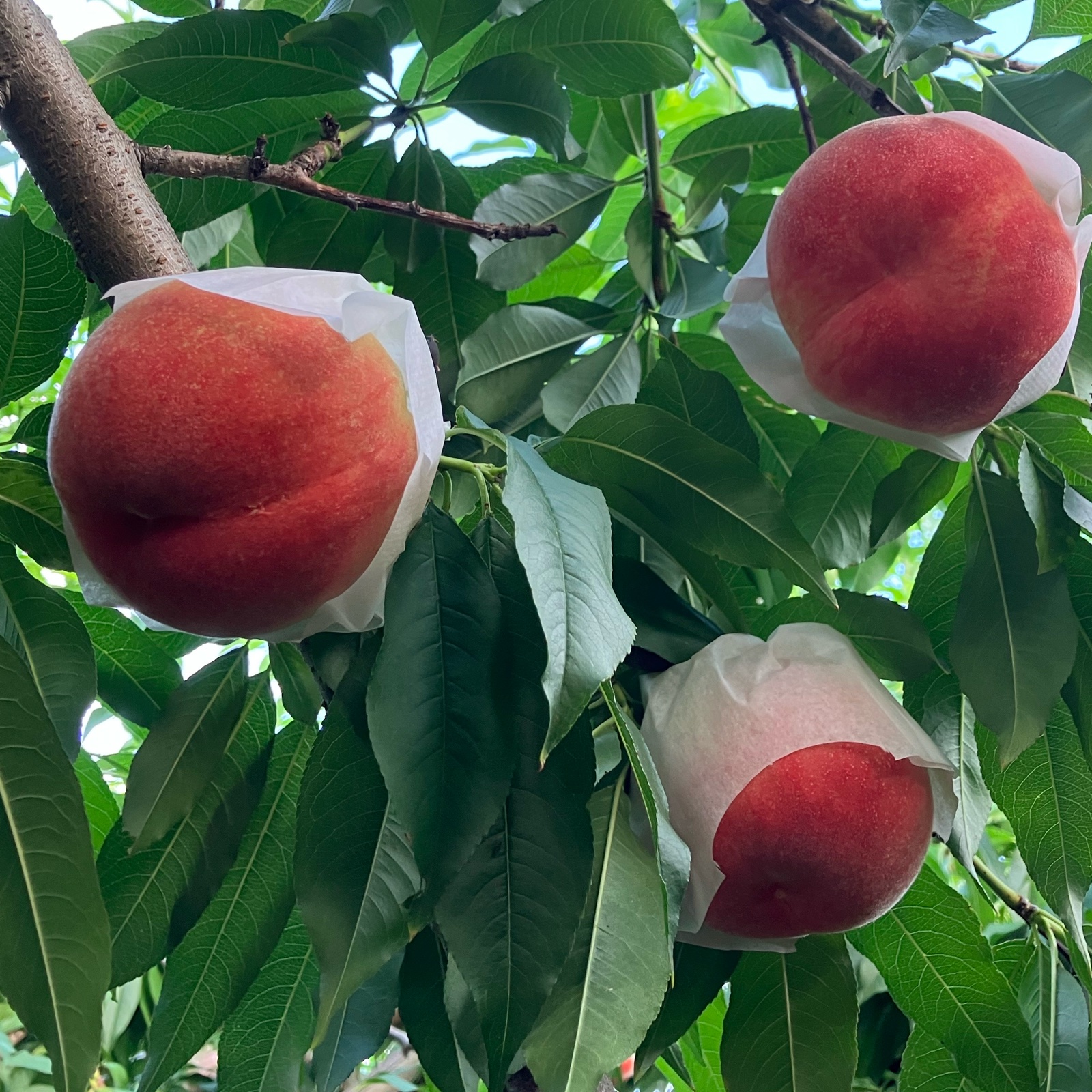山梨の完熟桃 約5kg 秀品 ｜ 果物/もも 産直アウル 農家・漁師など生産 