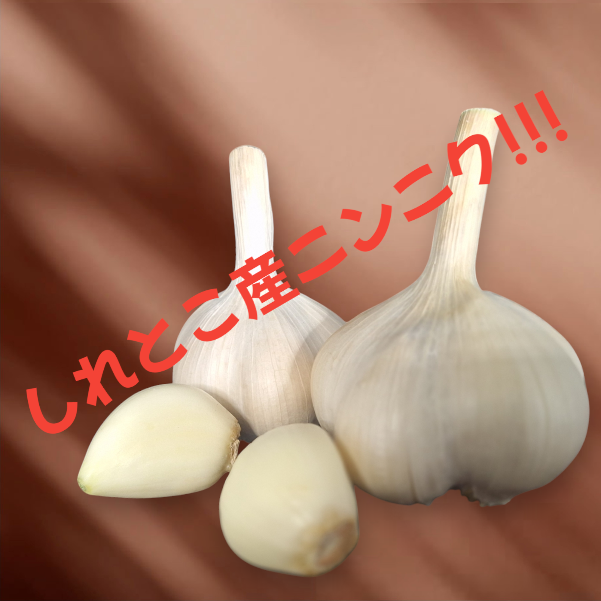 安値挑戦】令和6年新物 !! 北海道しれとこ産 にんにく | 野菜