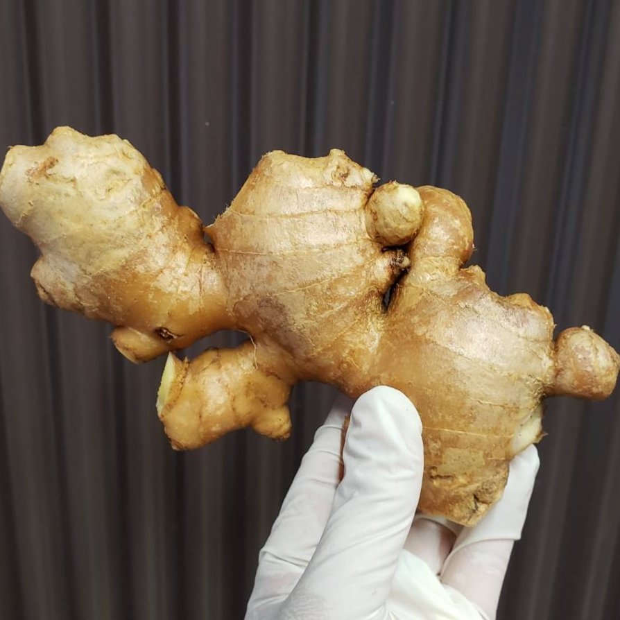 土付き新生姜 親生姜の詰め合わせ1kg ｜ 野菜/薬味 産直アウル 農家