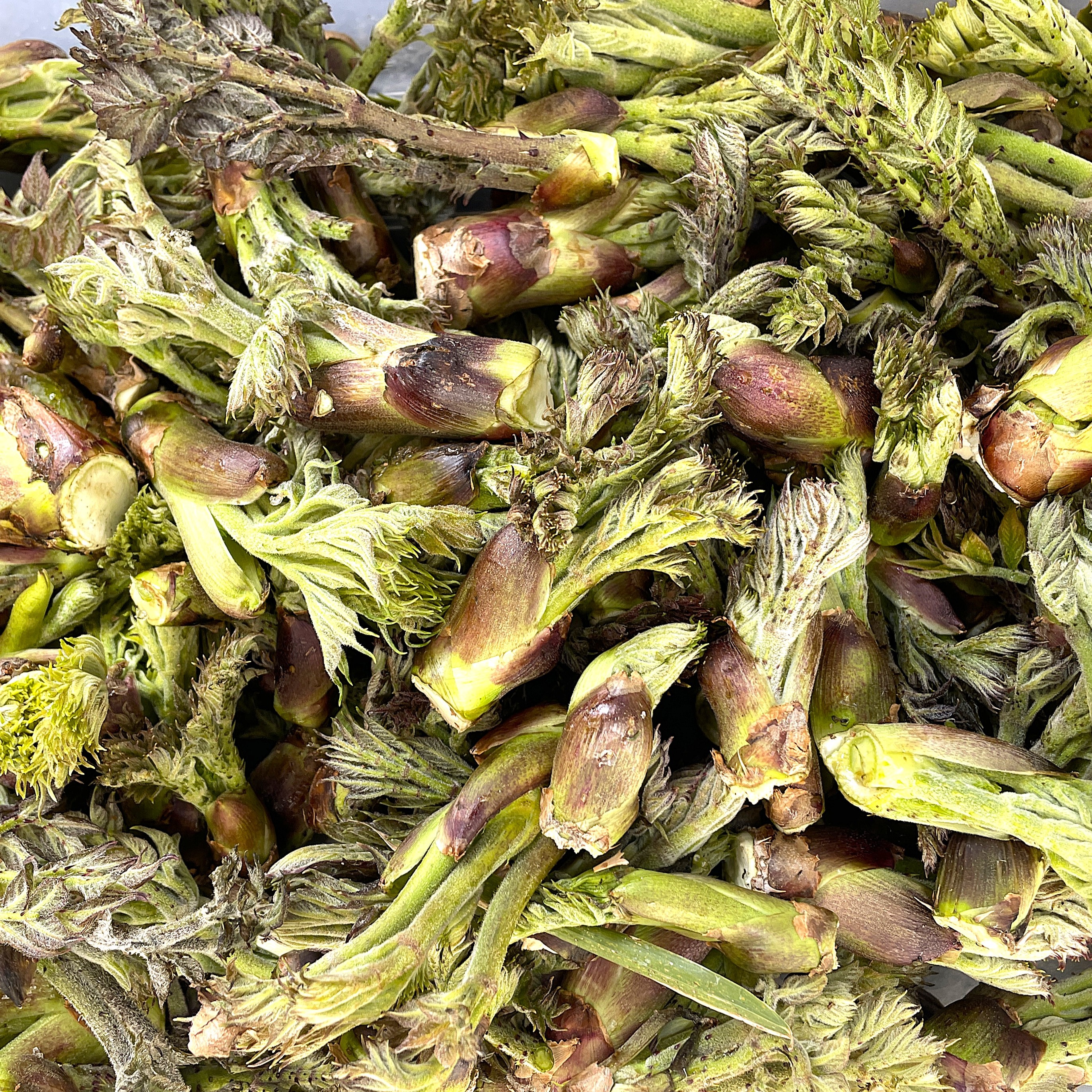 今が旬】産直直送 原木収穫 タラの芽 300g 宮城県産 貴重な頂芽