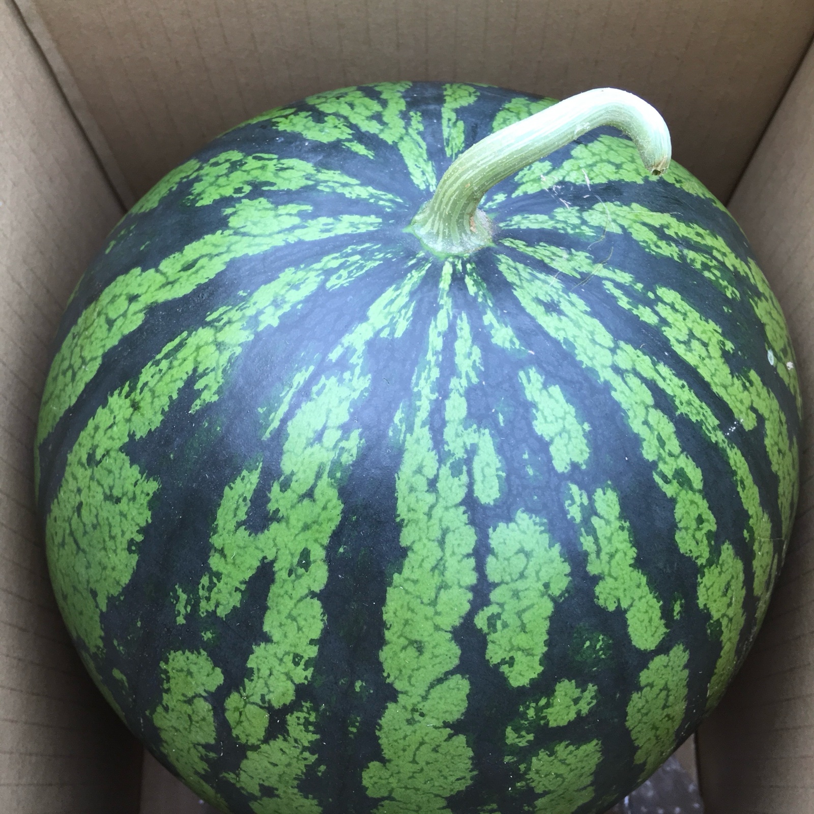 当農園の1推し西瓜品種味きららLサイズ1玉入り ｜ 果物/スイカ 産直