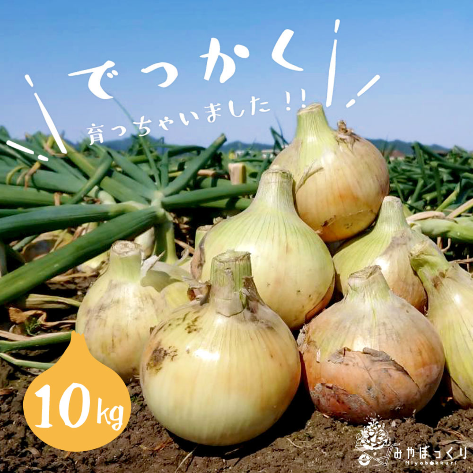 ズシッとくるんッスよ！大きな玉ねぎズシッとくるんッスよ』淡路島産 