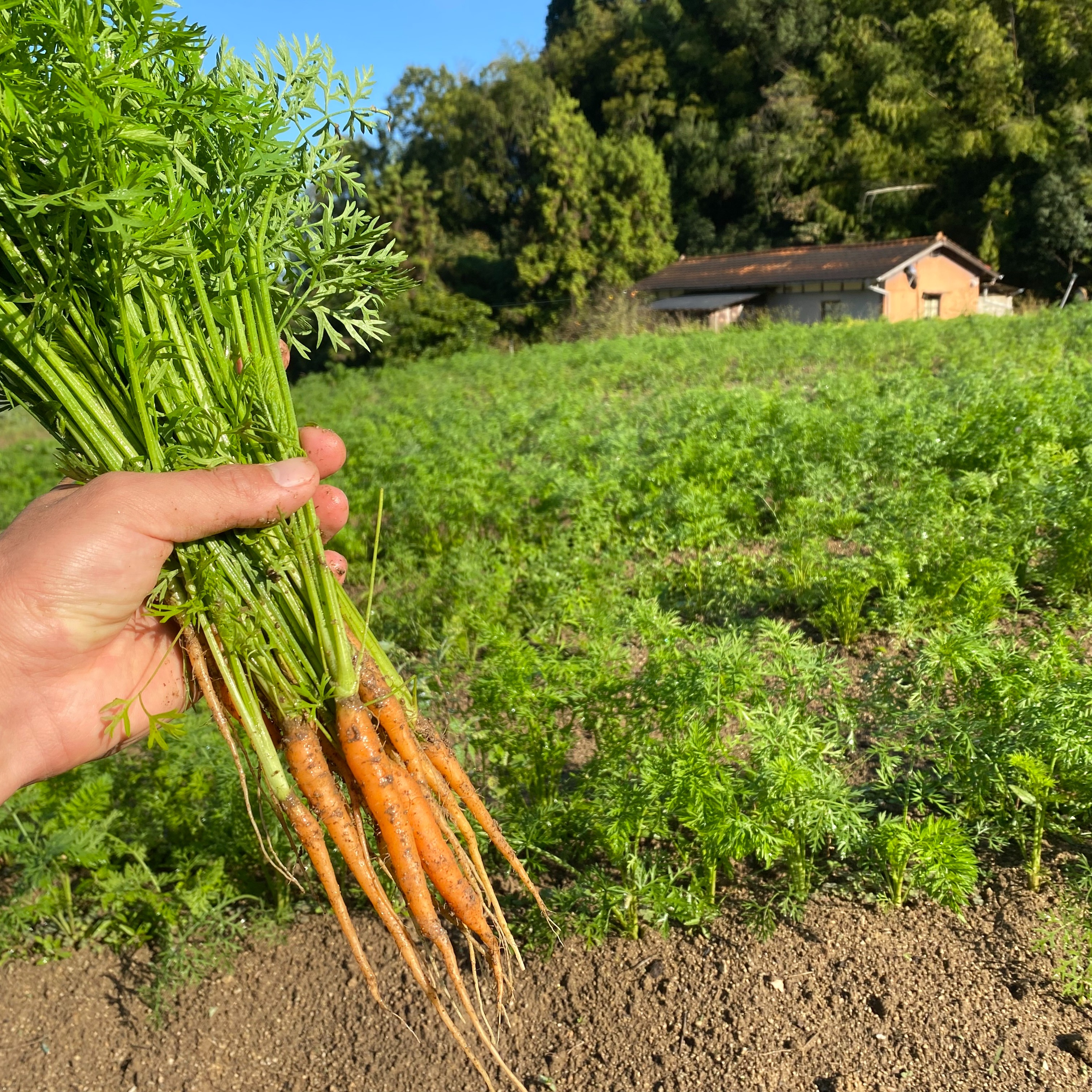 自然栽培】人参葉（葉人参）1㎏（肥料・農薬不使用） | 野菜/人参 産直