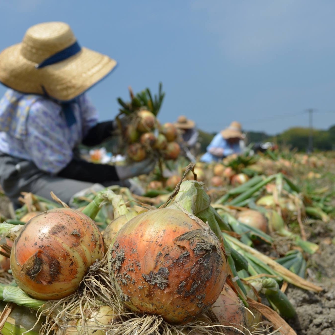 吊るして長期保存】つる付き淡路島たまねぎ（10キロ） ｜ 野菜/玉ねぎ