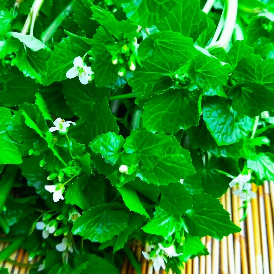 無選別】✿花ワサビ✿_500g前後(訳アリ)お試し,おまかせ ｜ 野菜/薬味