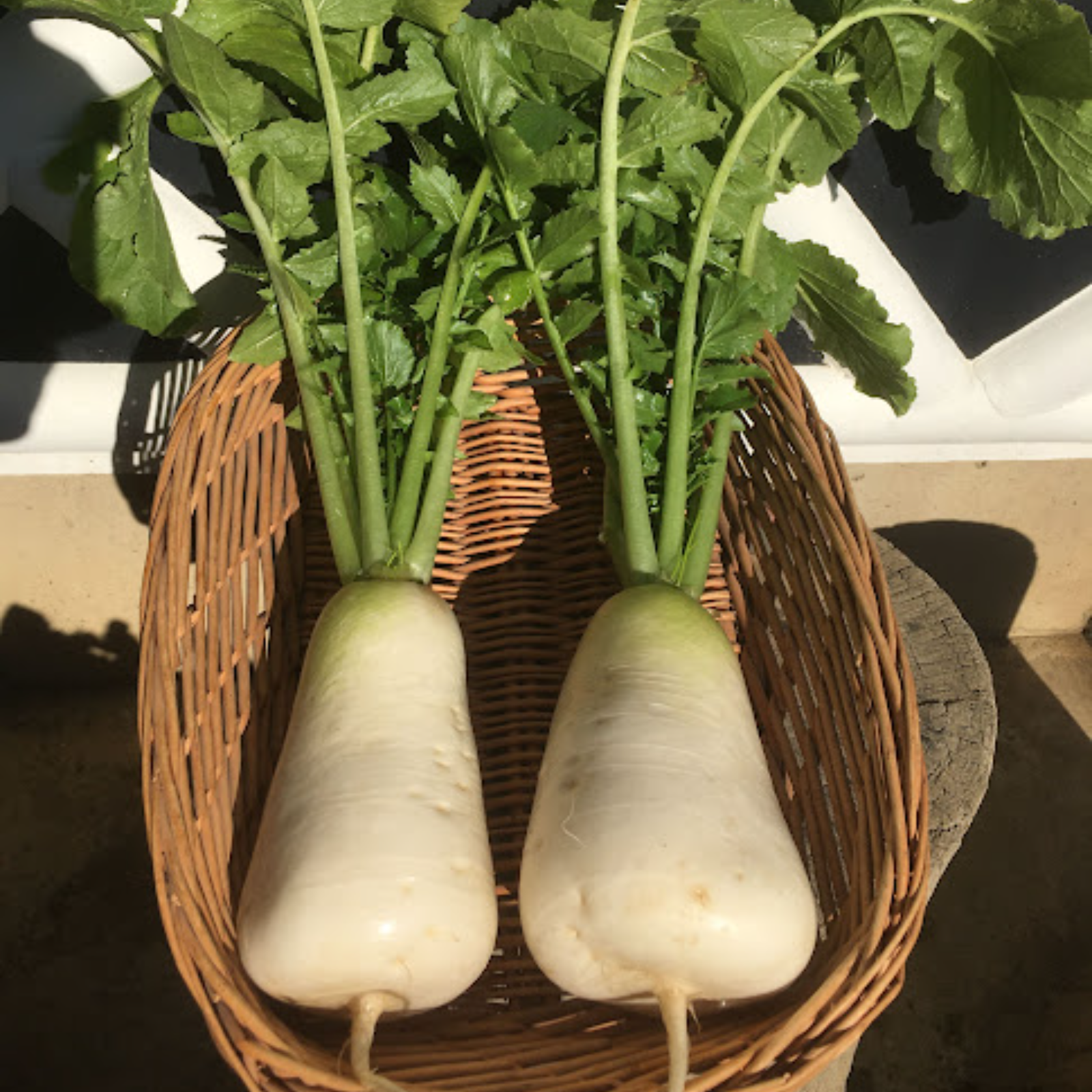 ねずみ大根(辛味大根)おろし・漬物専用 伝統野菜 | 野菜/大根 産直