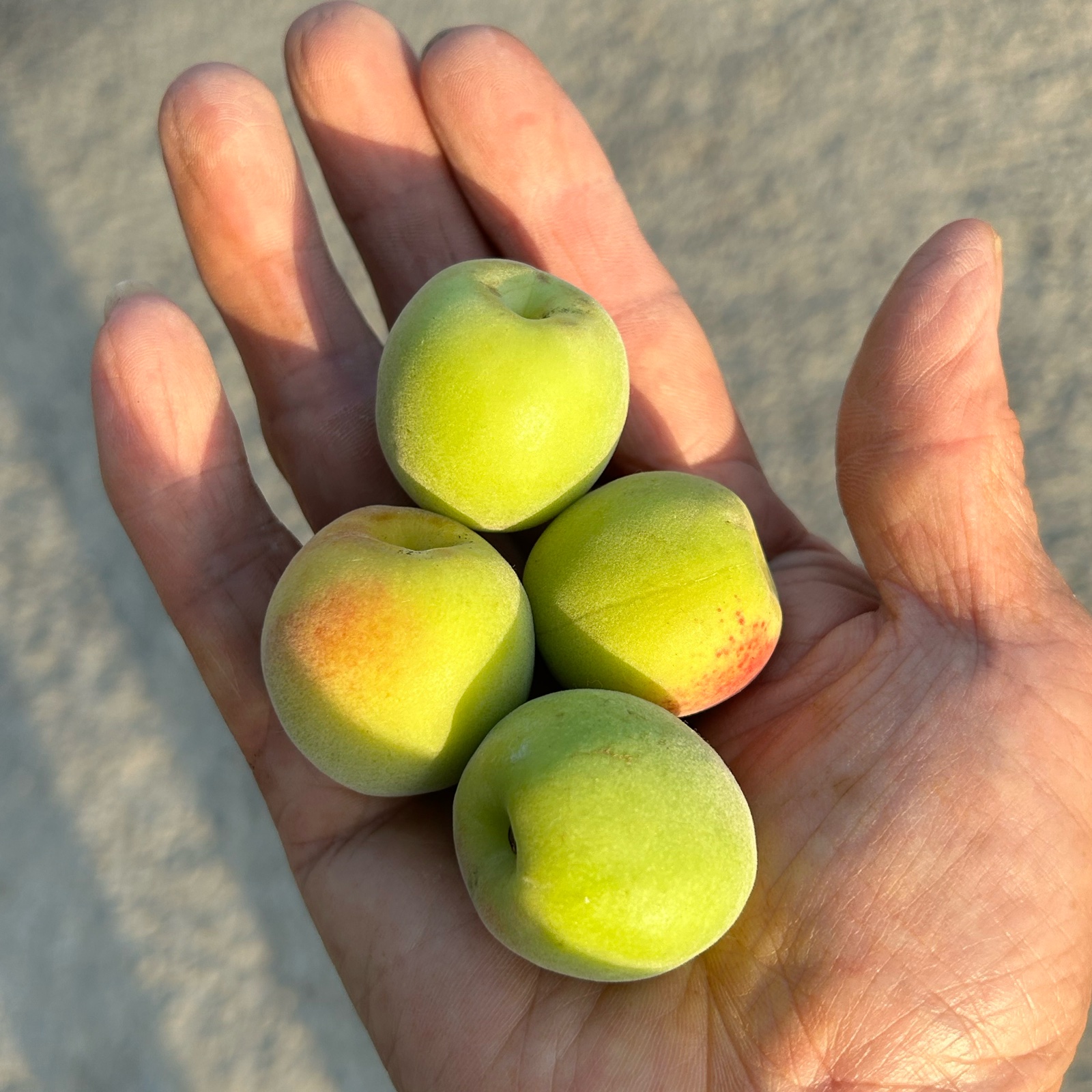 小粒南高梅約4.5kg(冷蔵輸送) ｜ 果物/青梅 産直アウル 農家・漁師など