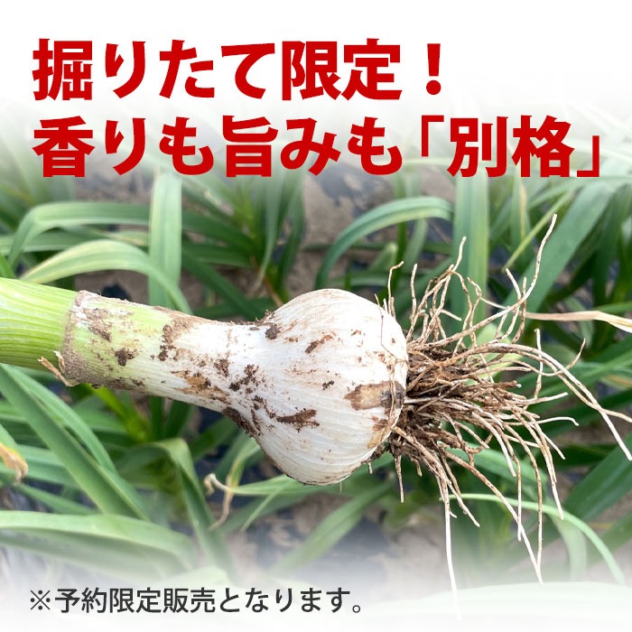 掘りたて！青森県産 生にんにく LМサイズ混ざり 500g 土付き