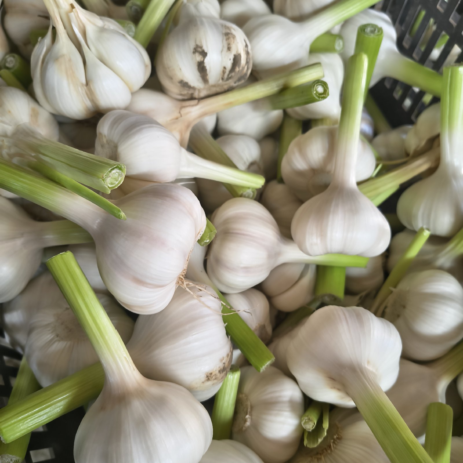 愛情たっぷり育てた生にんにく10個 パチャママ農園 ｜ 野菜/にんにく