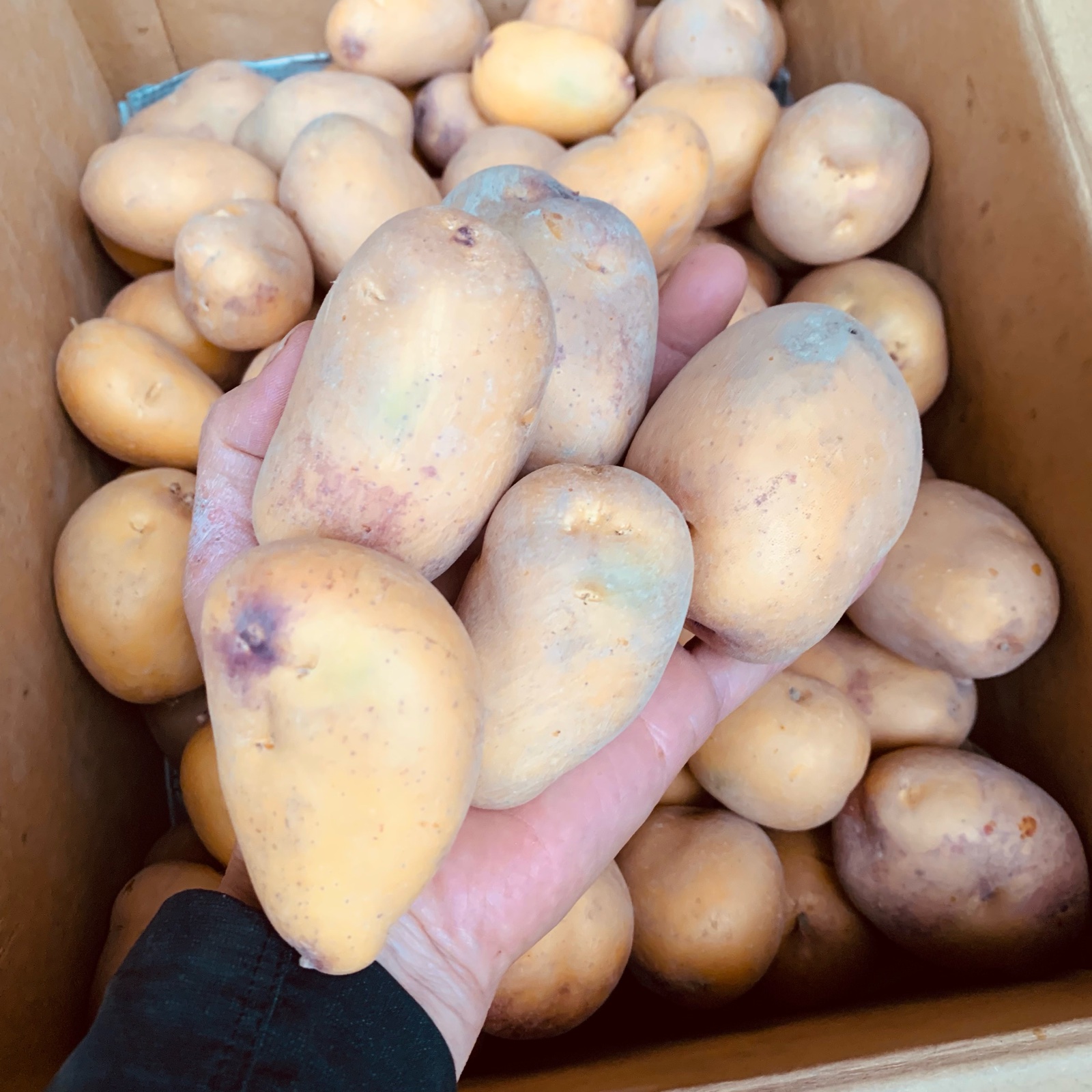 インカのめざめの産地直送食材一覧（通販・お取り寄せ）-産直アウル