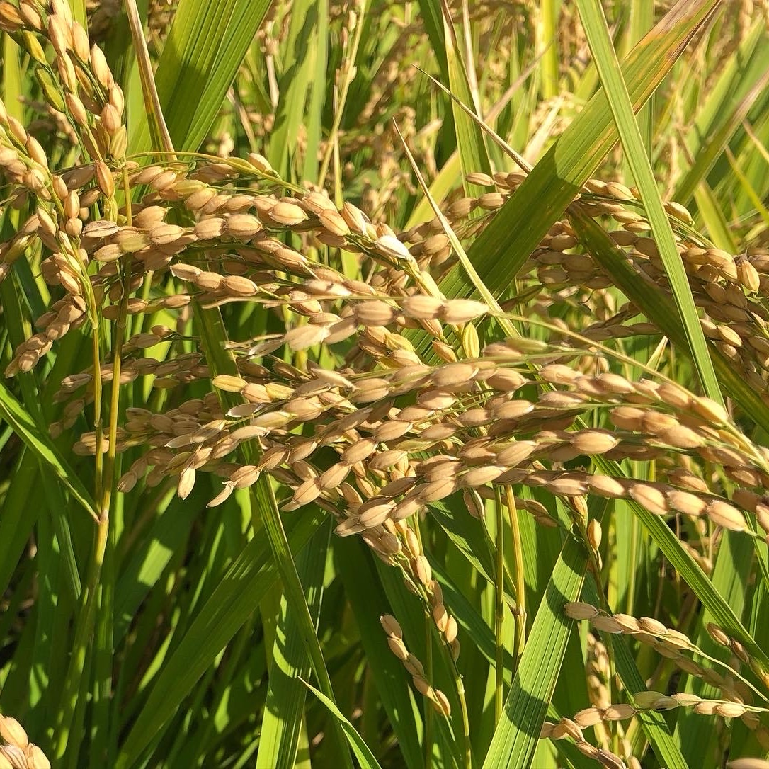 キヌヒカリの産地直送食材一覧（通販・お取り寄せ）-産直アウル