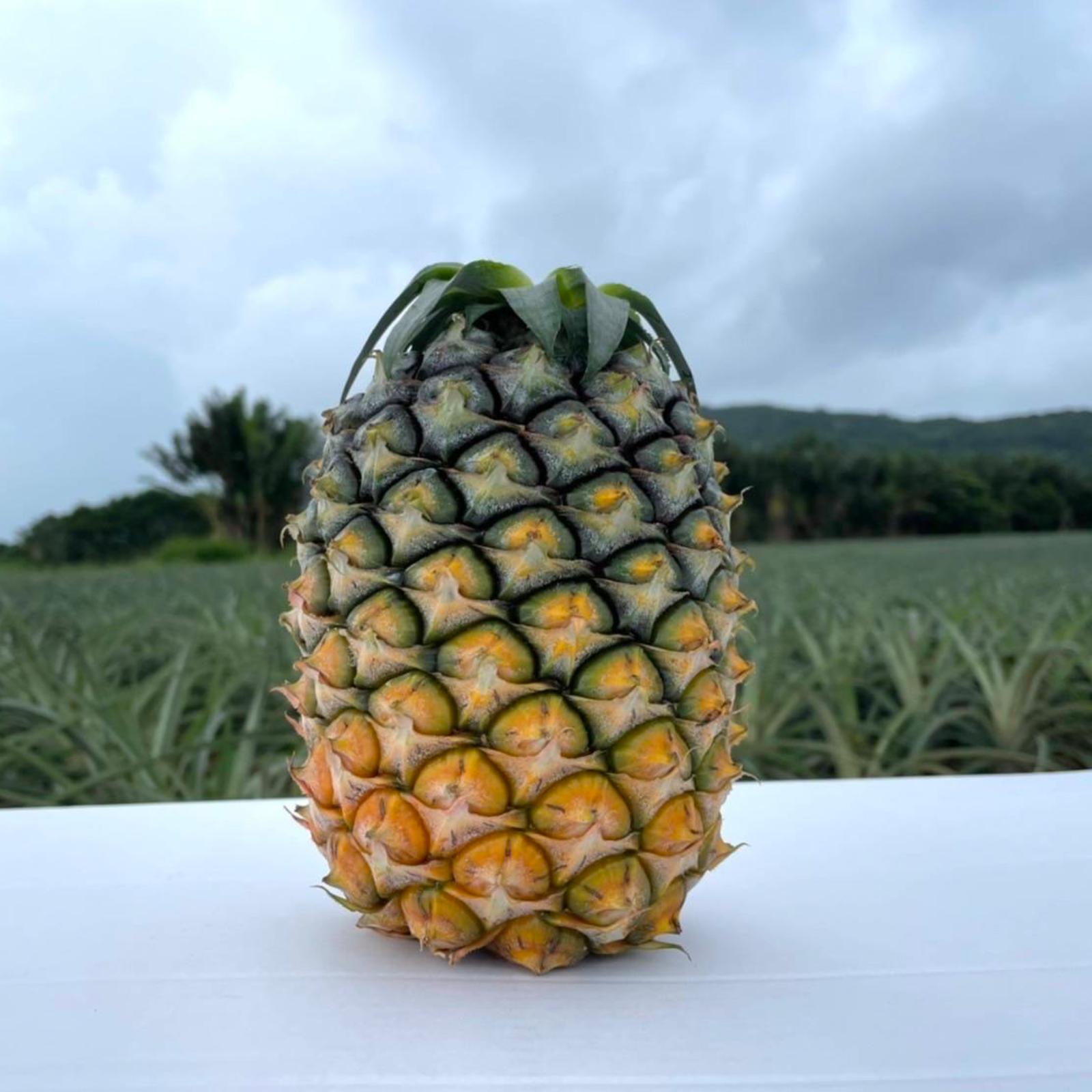 パイナップル畑様 リクエスト 7点 まとめ商品 パイナップル畑様 リクエスト 7点 まとめ商品 パイナップル畑様