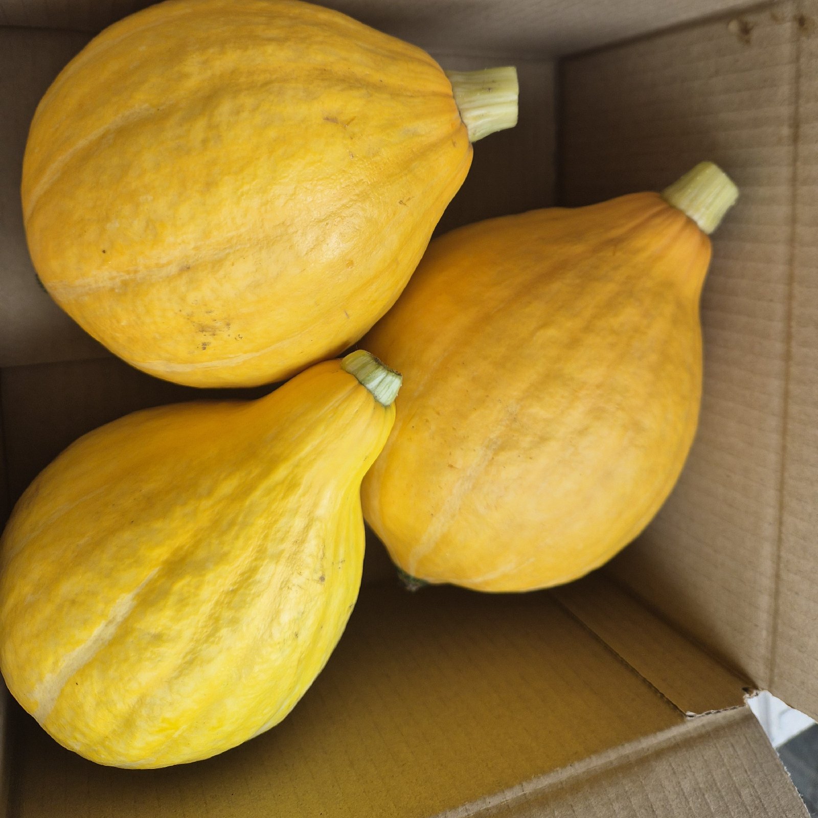 あゆちゃんちのコリンキー 2~3個入り ｜ 野菜/かぼちゃ 産直アウル