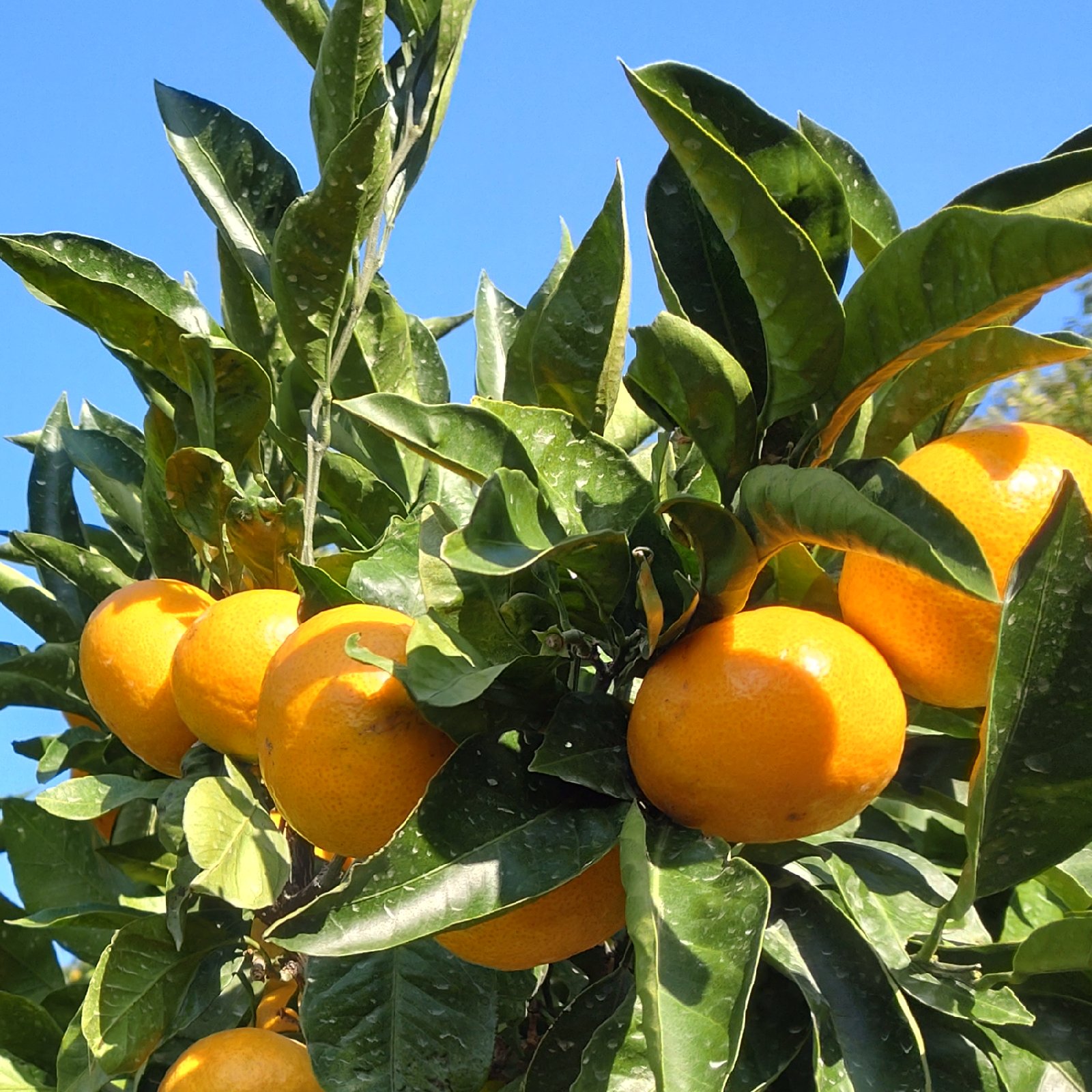 予約受付‼️坂口農園の早生みかん🍊10kg(箱込み) ｜ 果物/温州みかん