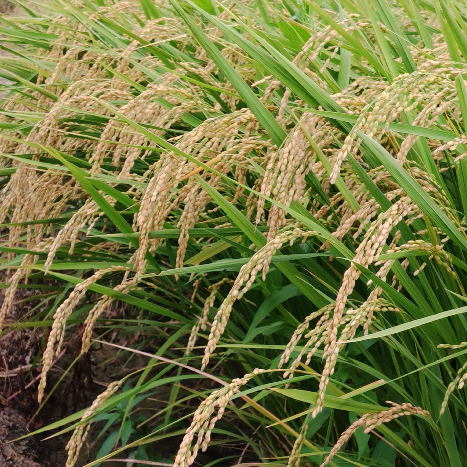 2026年産 コシヒカリ 玄米1キロ ｜ 米・穀物/玄米 産直アウル 農家