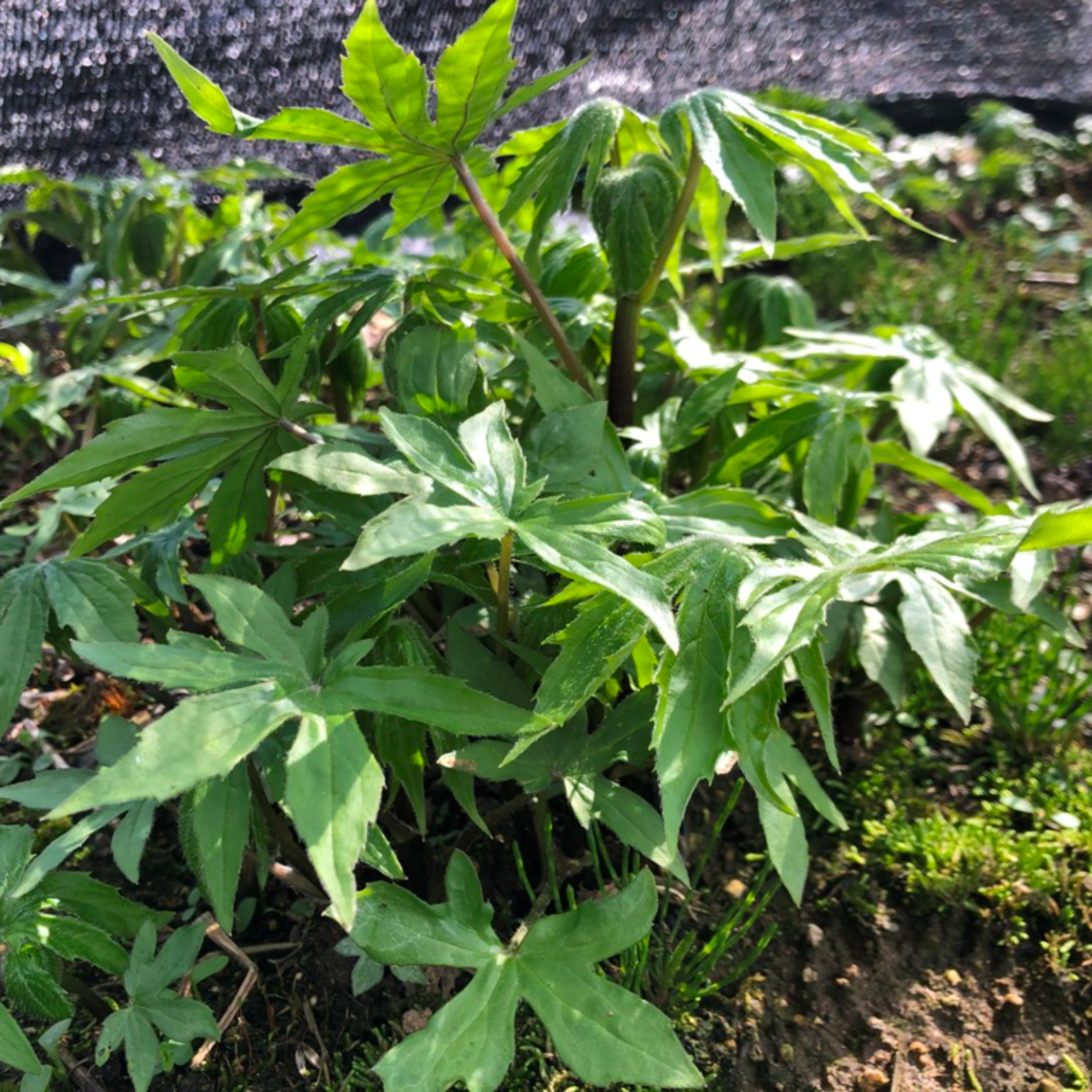 岩手県産山菜　シドケ4キロ