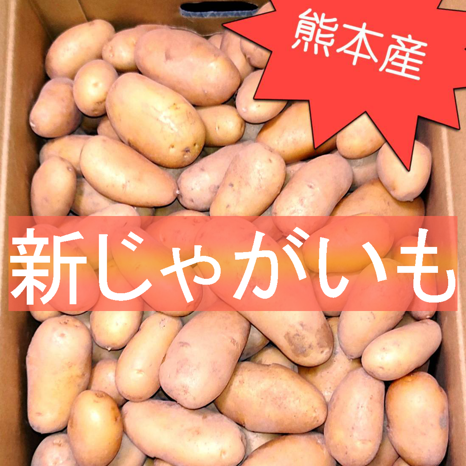 熊本産】新じゃがいも メークイン 9.5kg ｜ 野菜/じゃがいも 産直