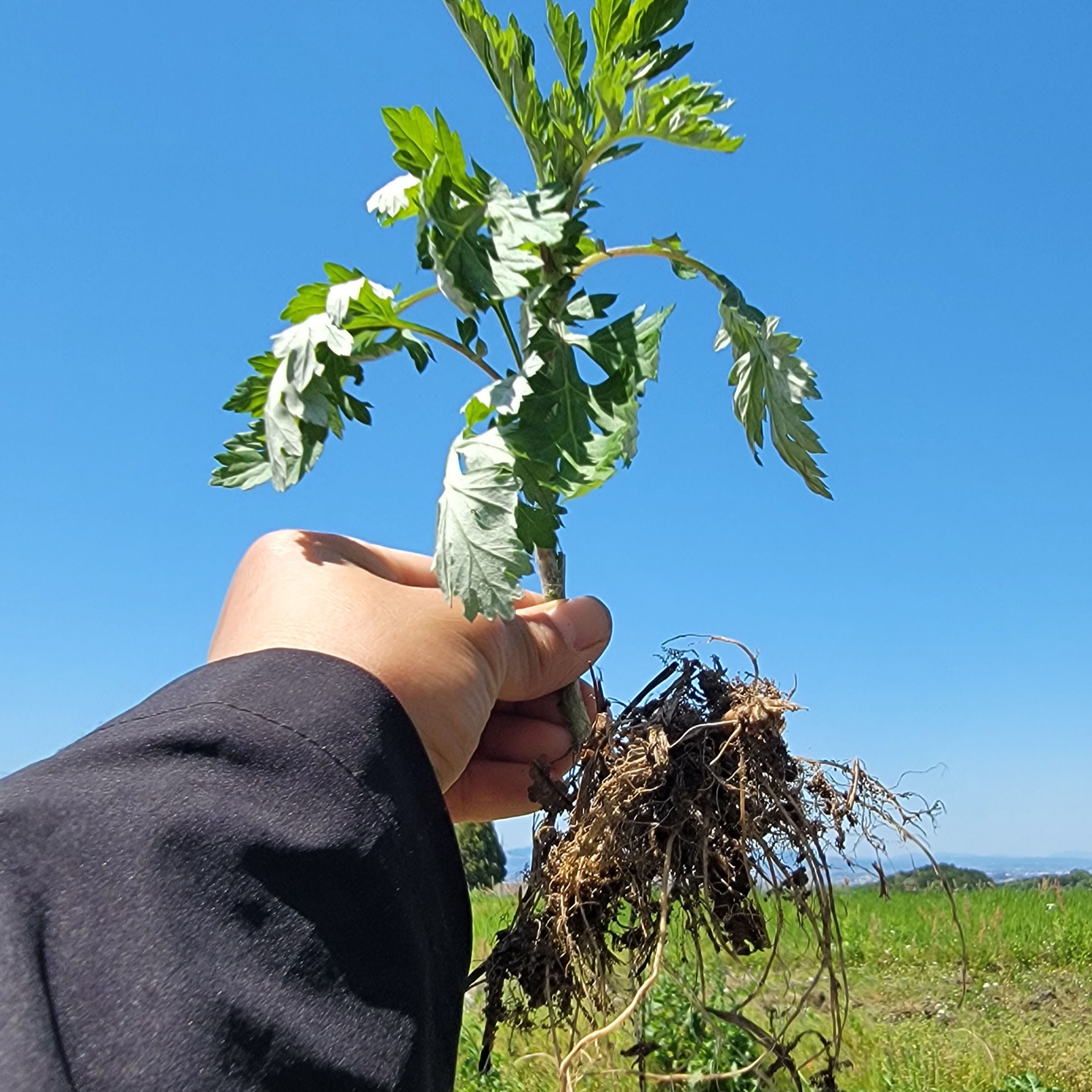 奈良の里山から］自然いっぱい！元気なよもぎの苗/無農薬・化学肥料不