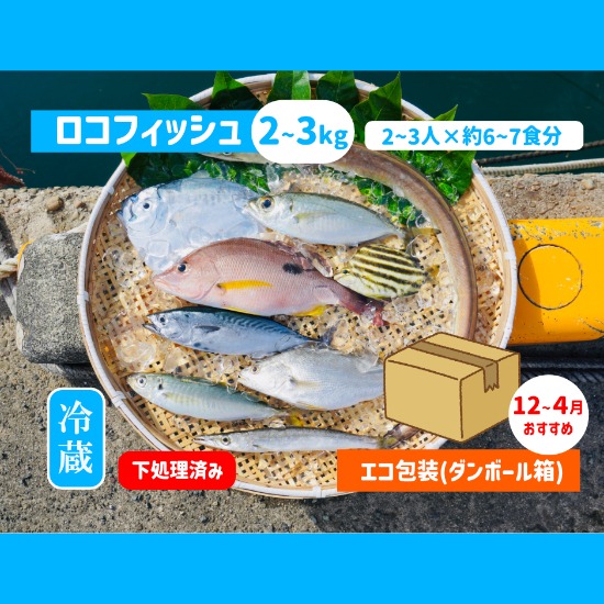 専用ケース入り 魚類化石 2枚セット