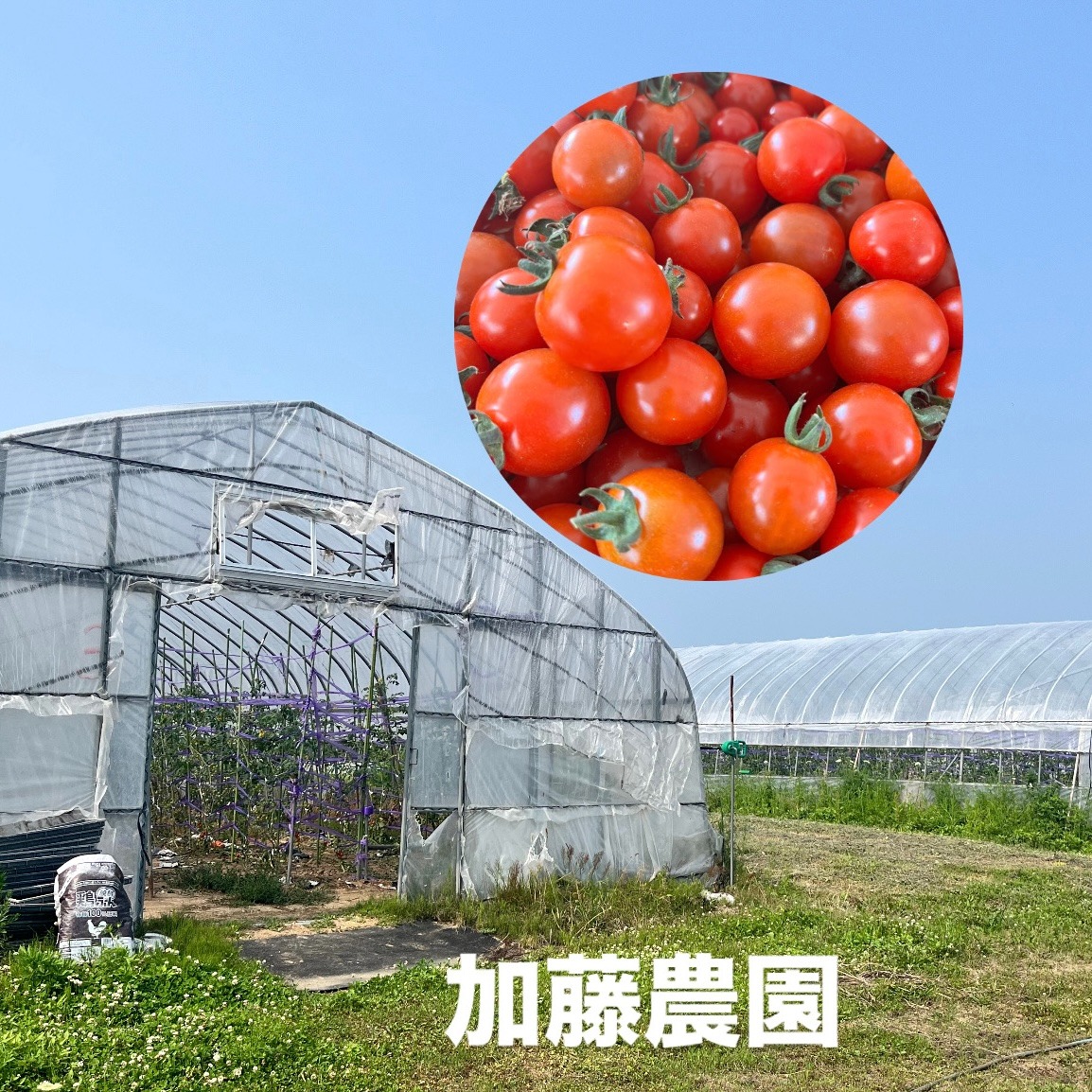 加藤農園（北海道・せたな町）｜生産者詳細｜産直アウル